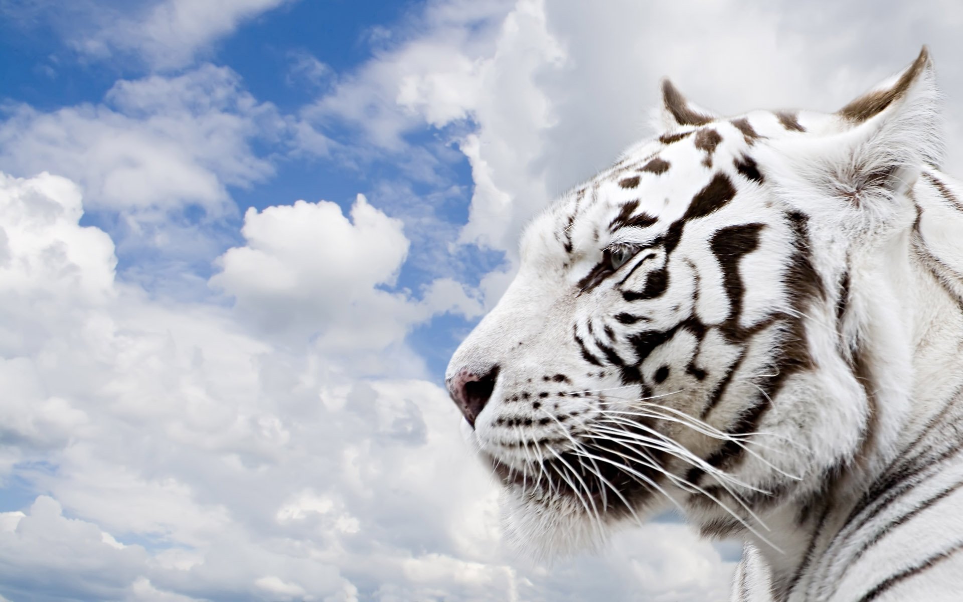 tiger wolken himmel