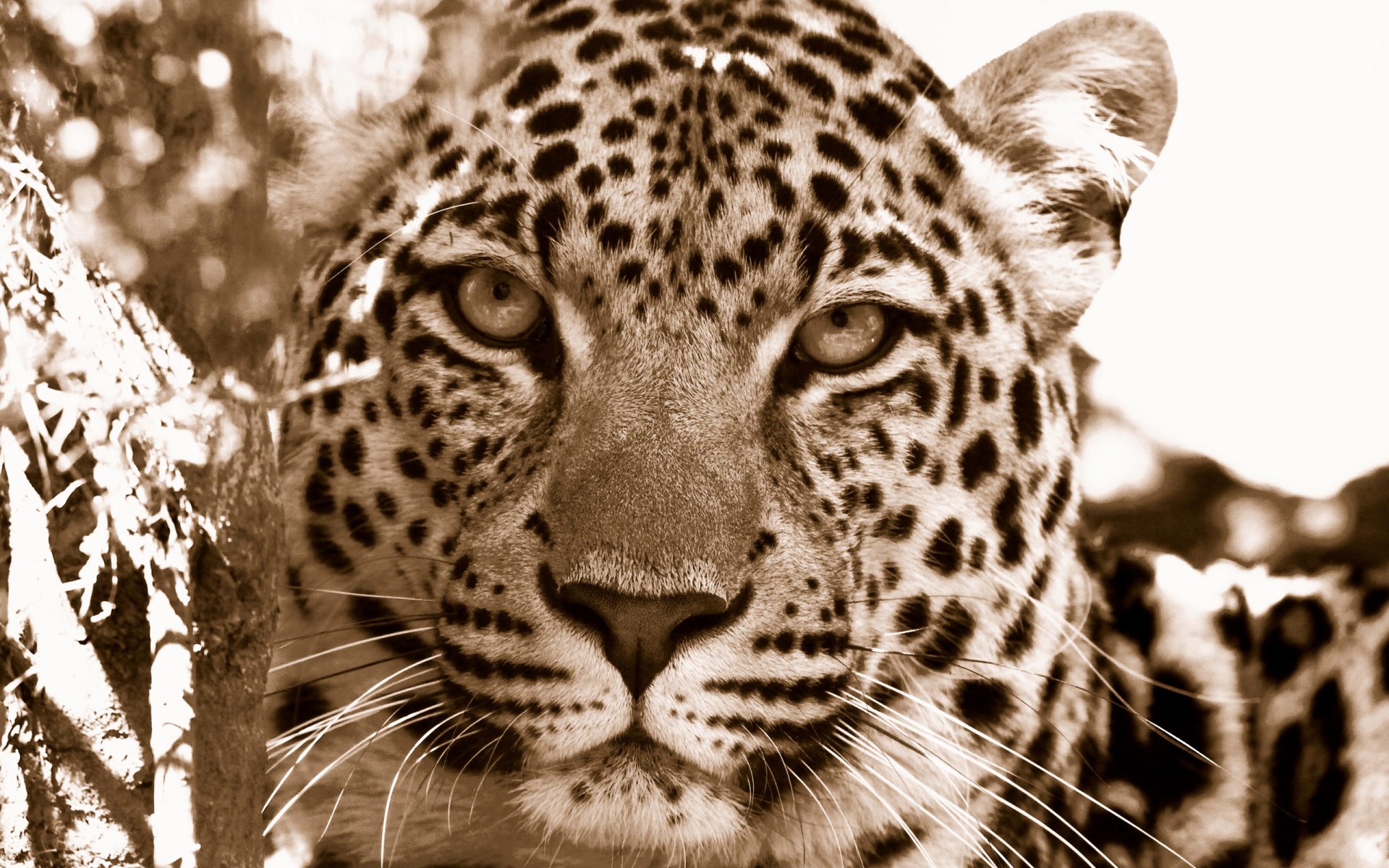 wild cats leopards face muzzle predator