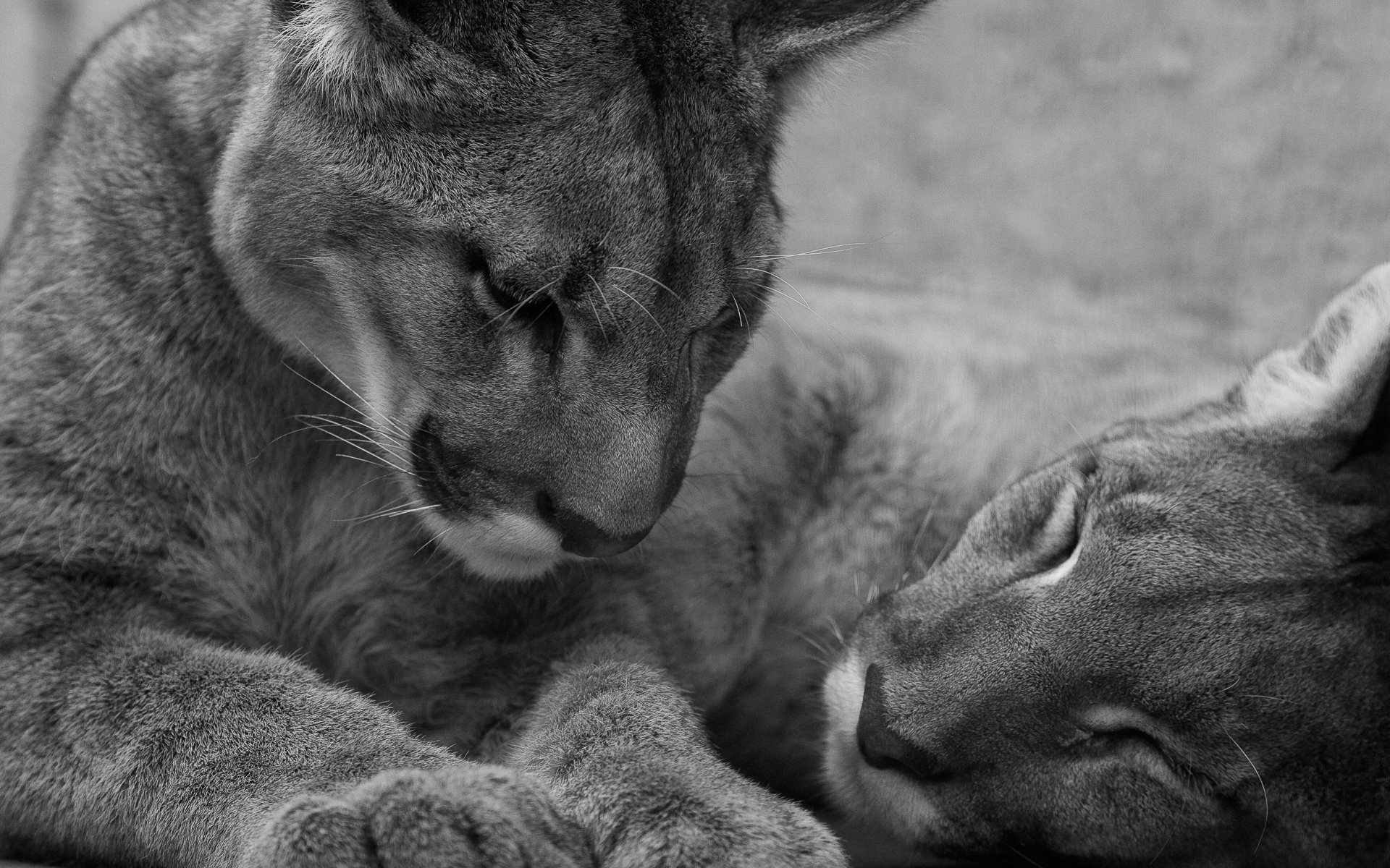 tigres pareja sueño fatiga