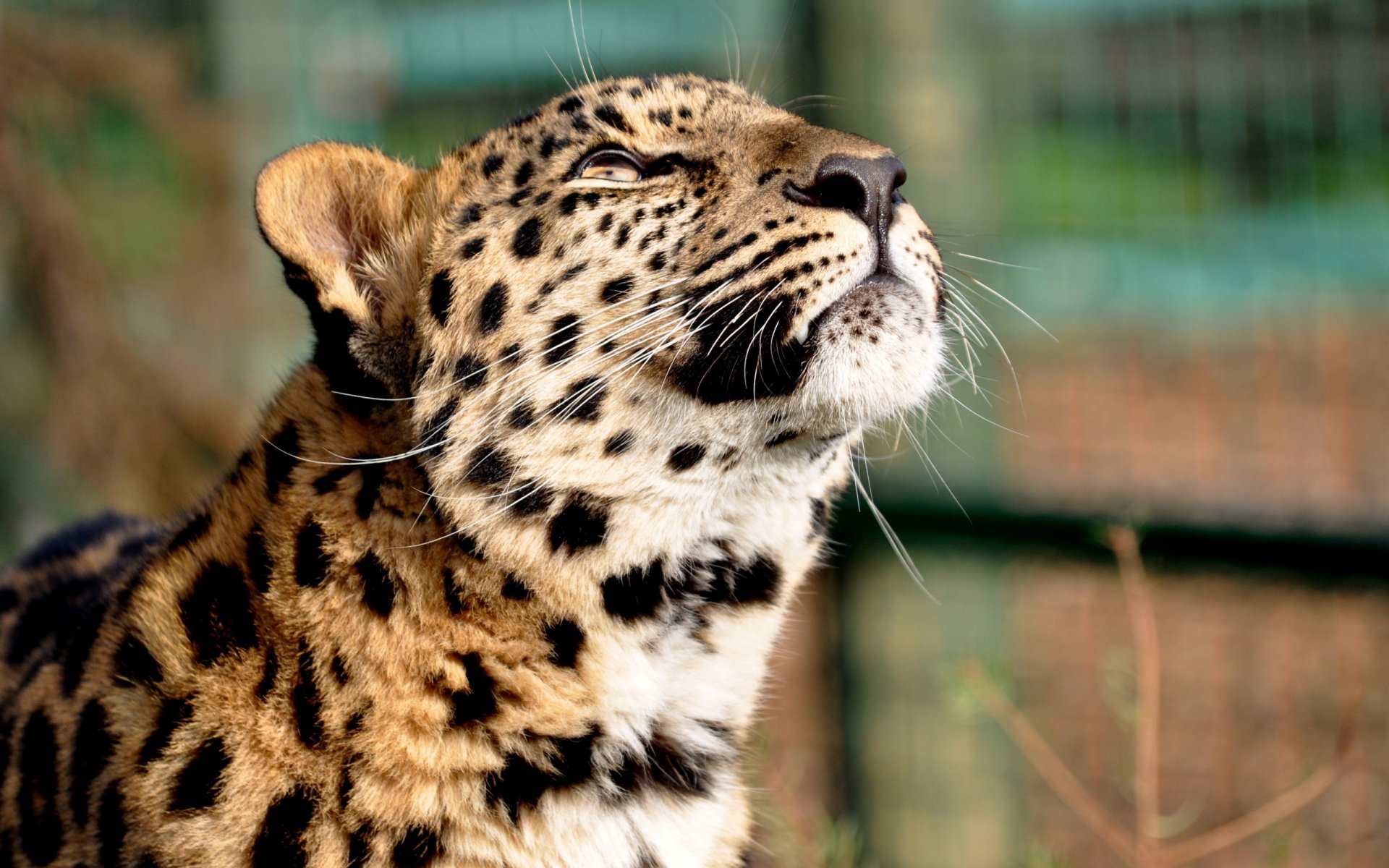 leopard dreamy head