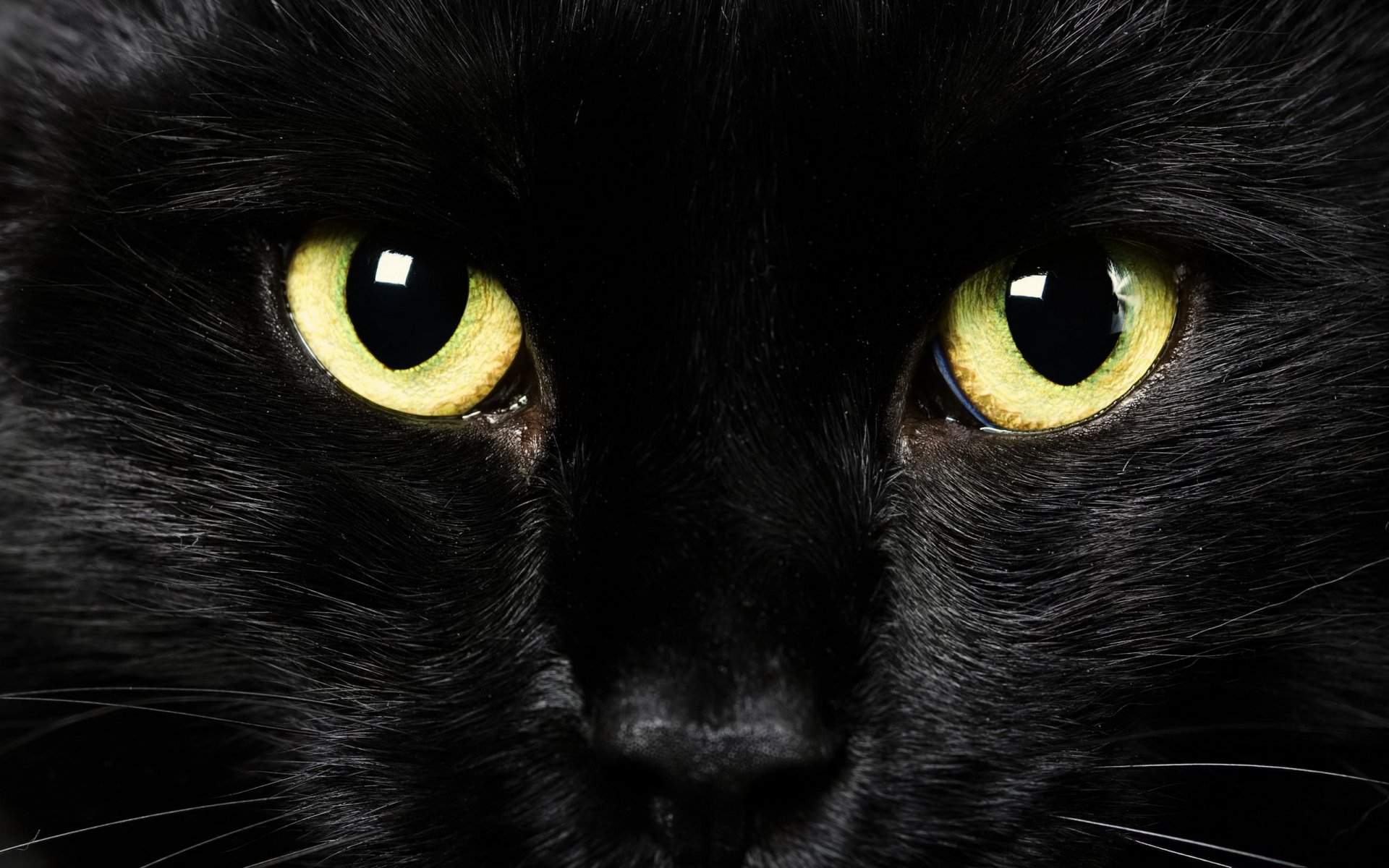 augen blick hintergrund schwarze katze