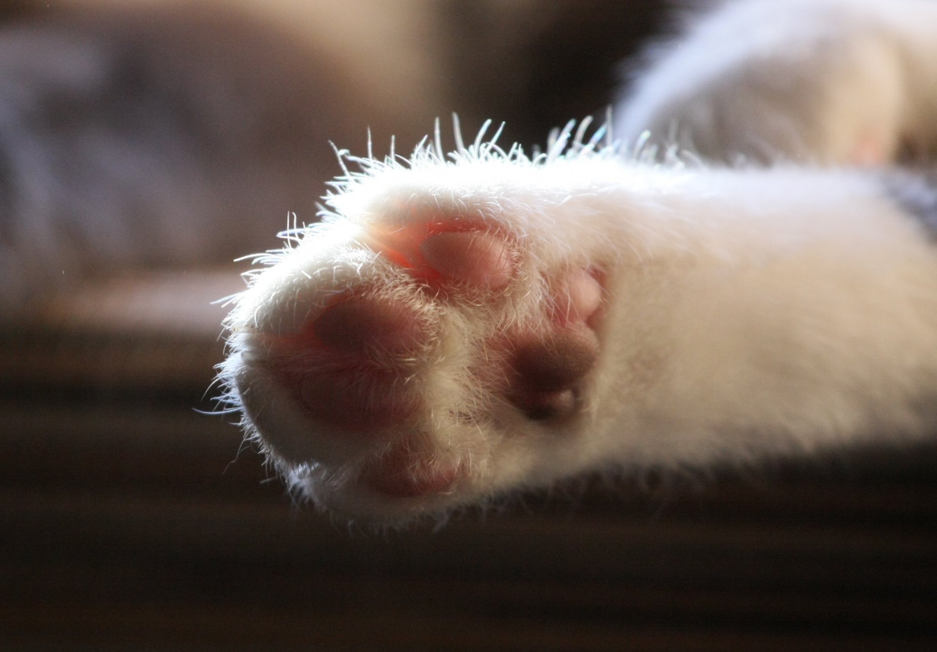 cat paw cat