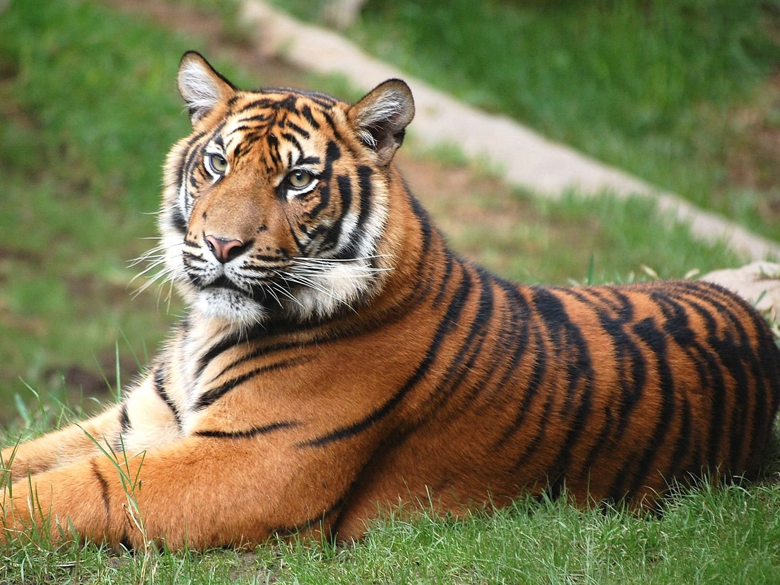 tigre pelouse se trouve