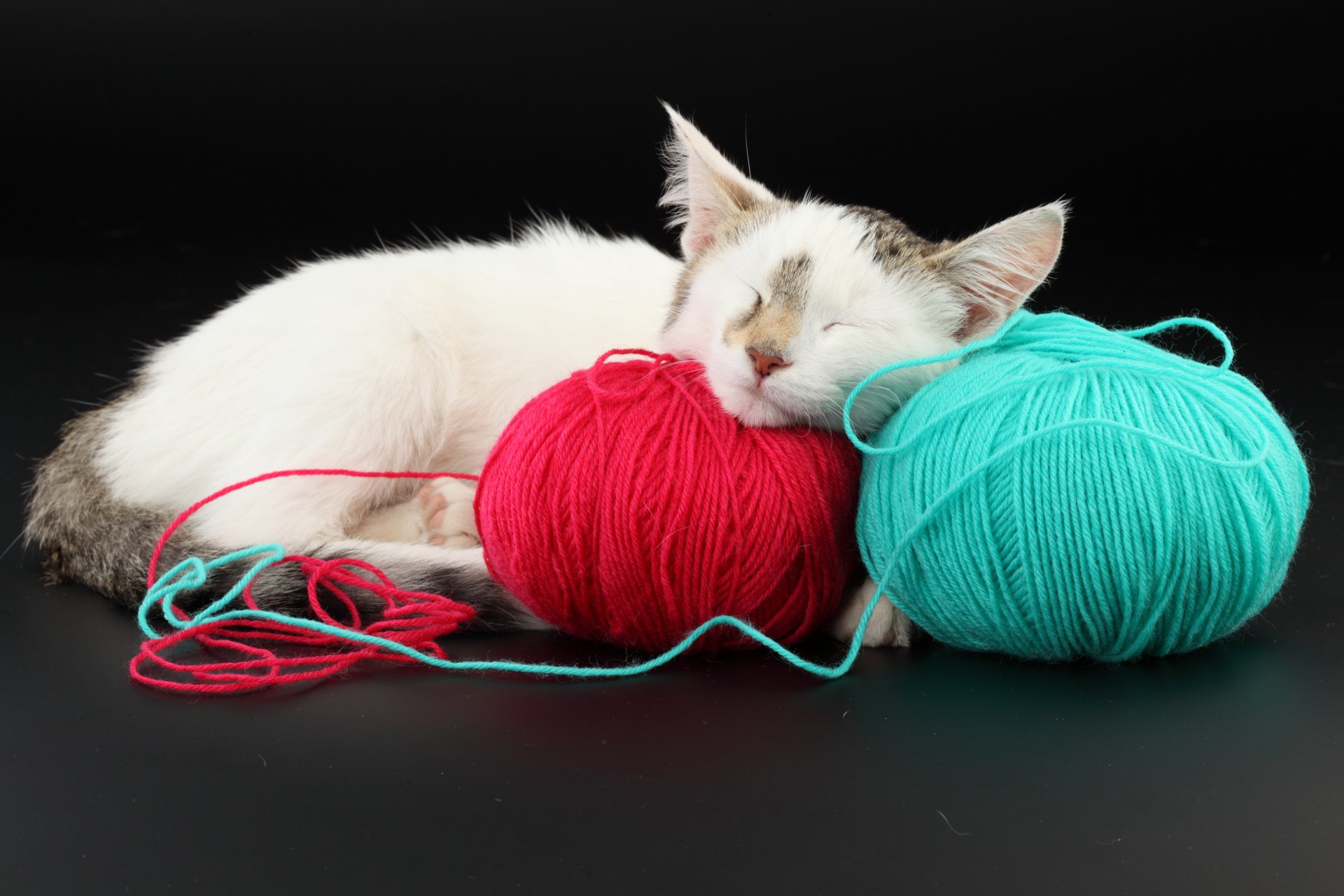 katze verwicklungen rot blau