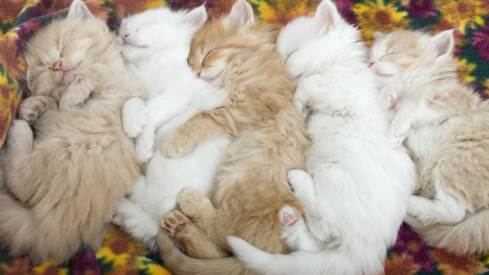 gatitos bebés gatitos durmiendo ternura animales