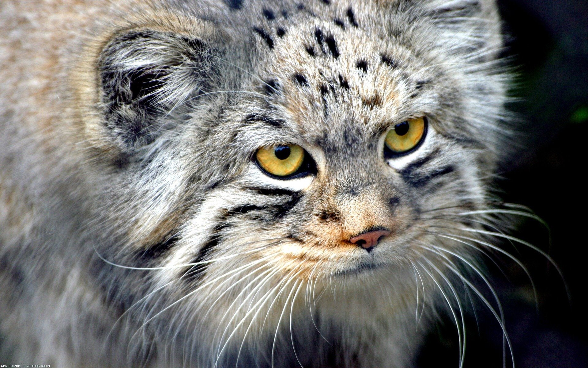 manul sguardo baffi lana