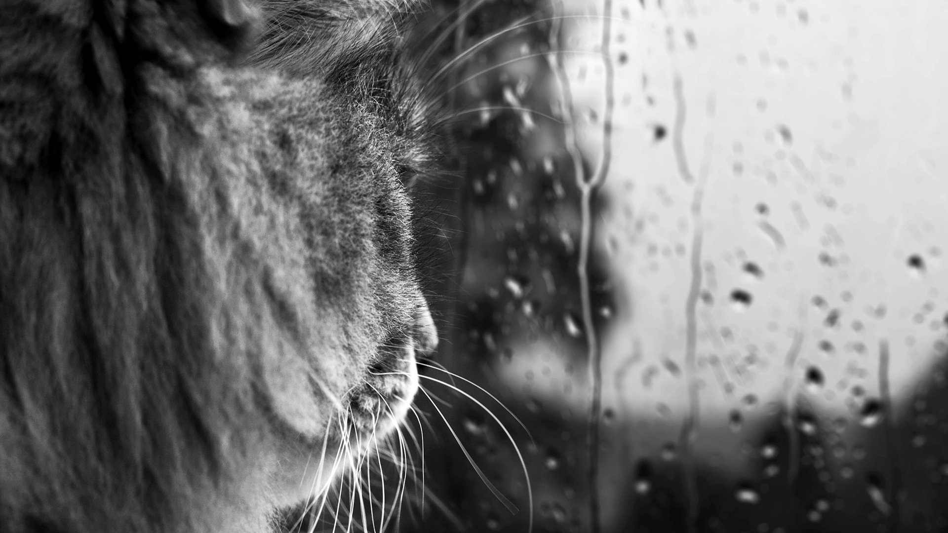 katze schnurrbart schwarz und weiß tropfen glas regen