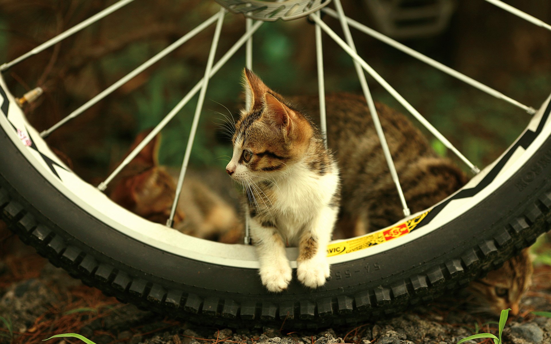 gattino ruota sguardo raggi