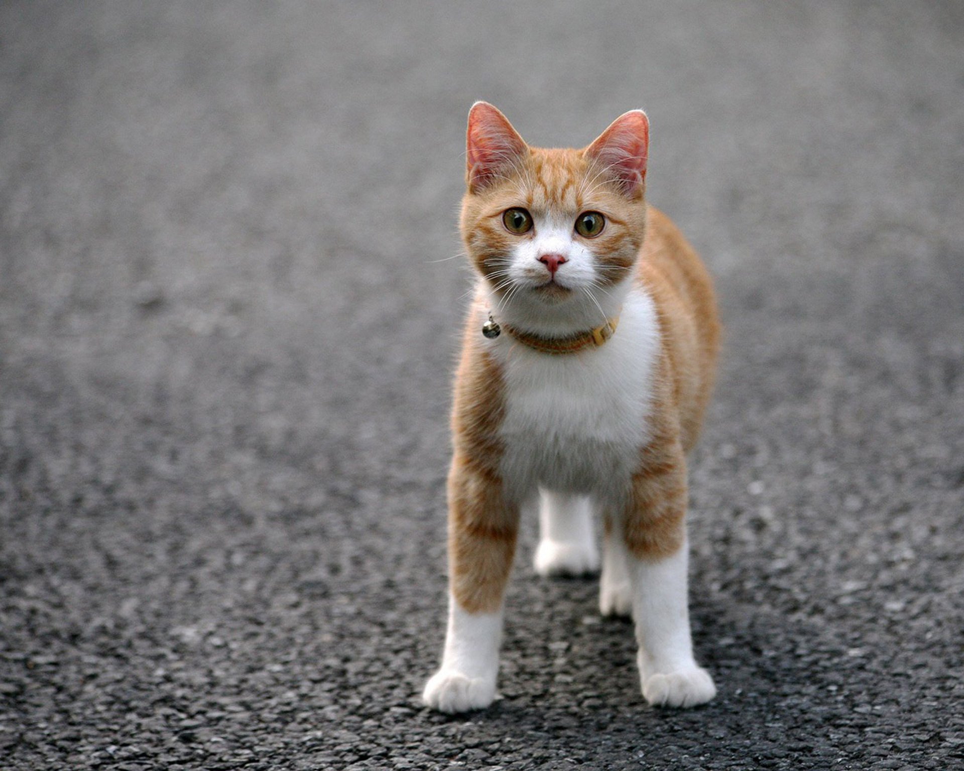 cat asphalt necklace