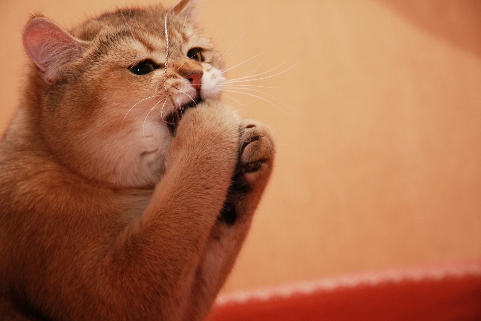 jugando lindo gato gato