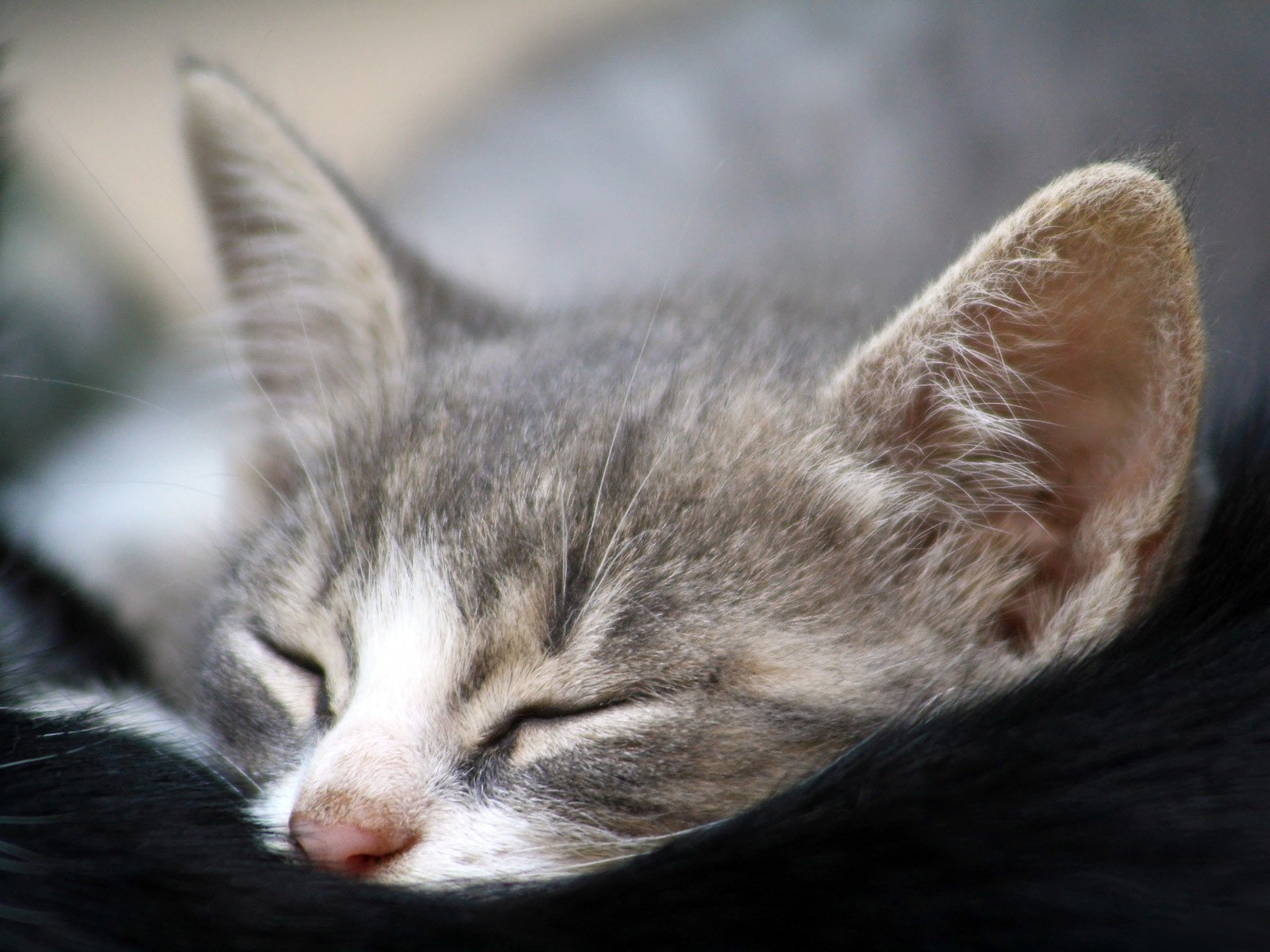 chaton gris museau gros plan