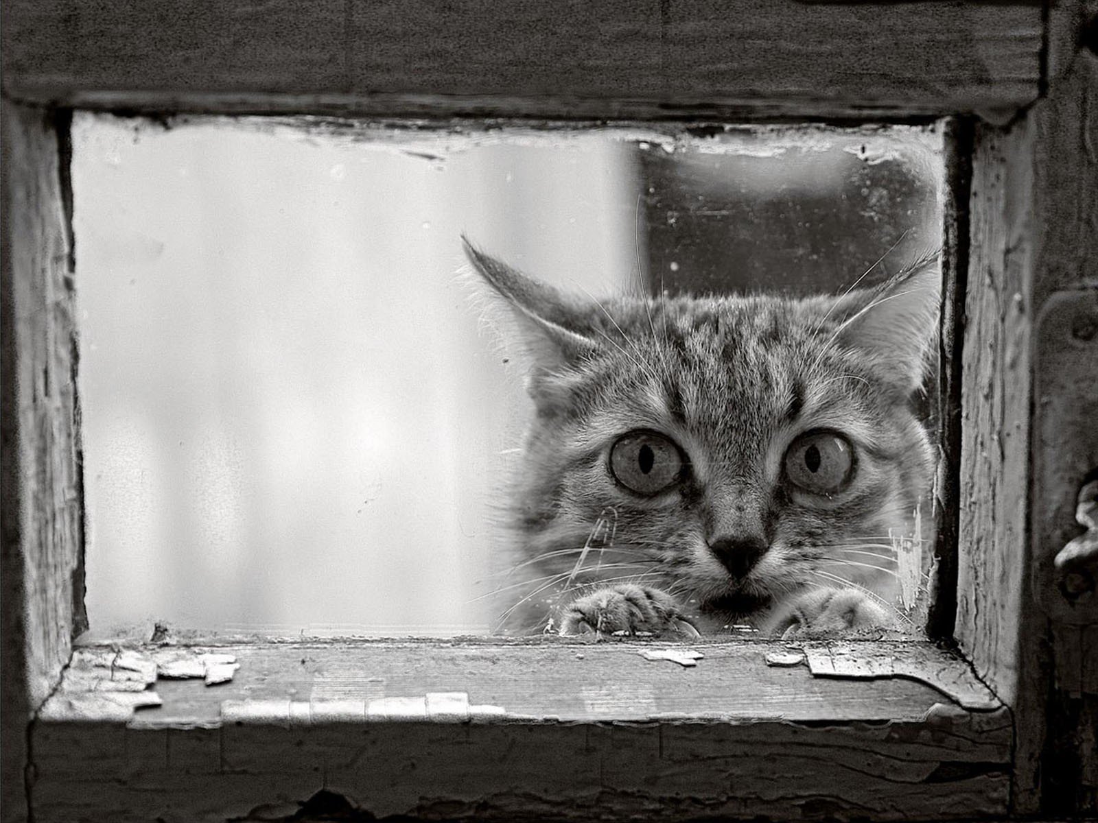 gato ventana marco blanco y negro mirada