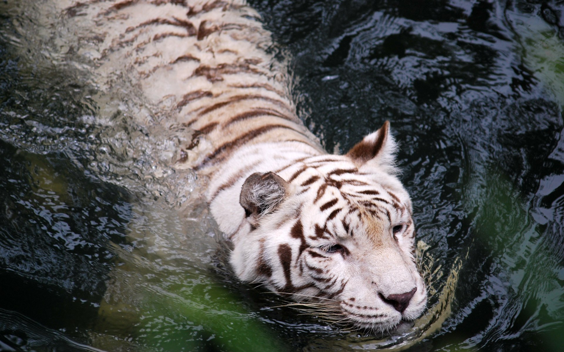 tigre eau blanc