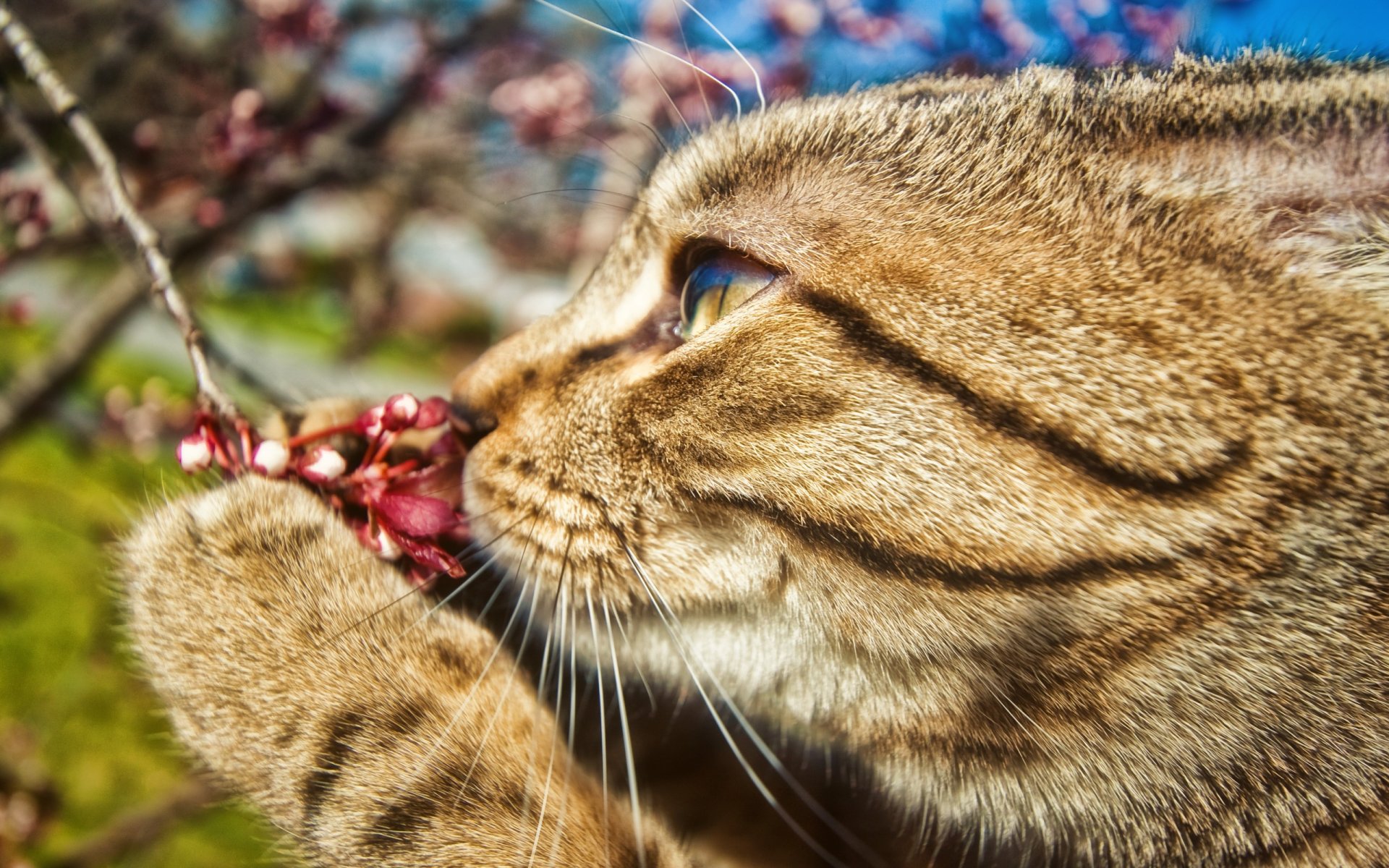 gatto zampa baffi ramo fiore