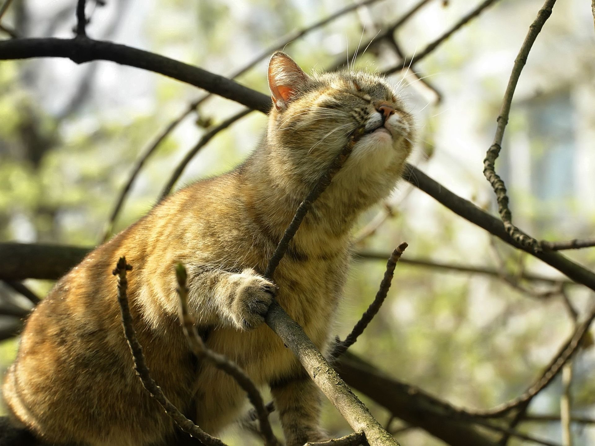 gato rama árbol