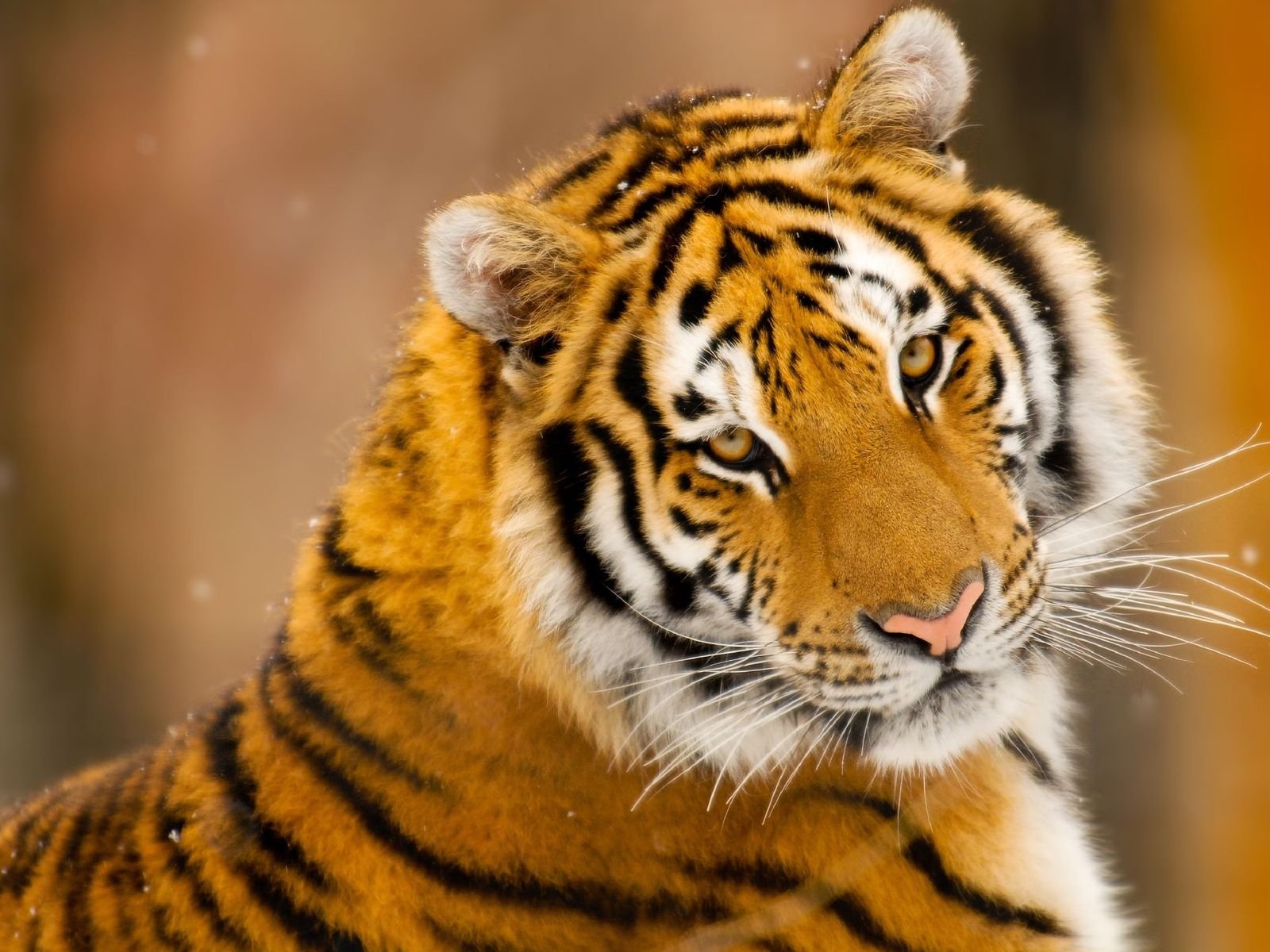 tigre estado de ánimo mirada depredador