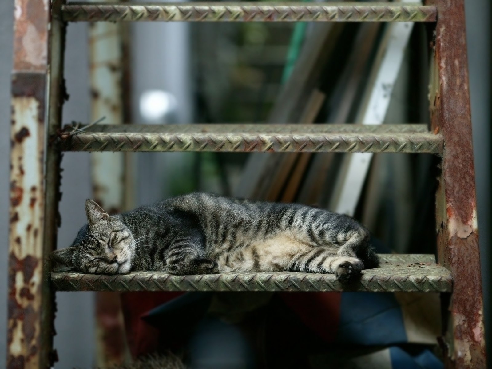 gato durmiendo leñador