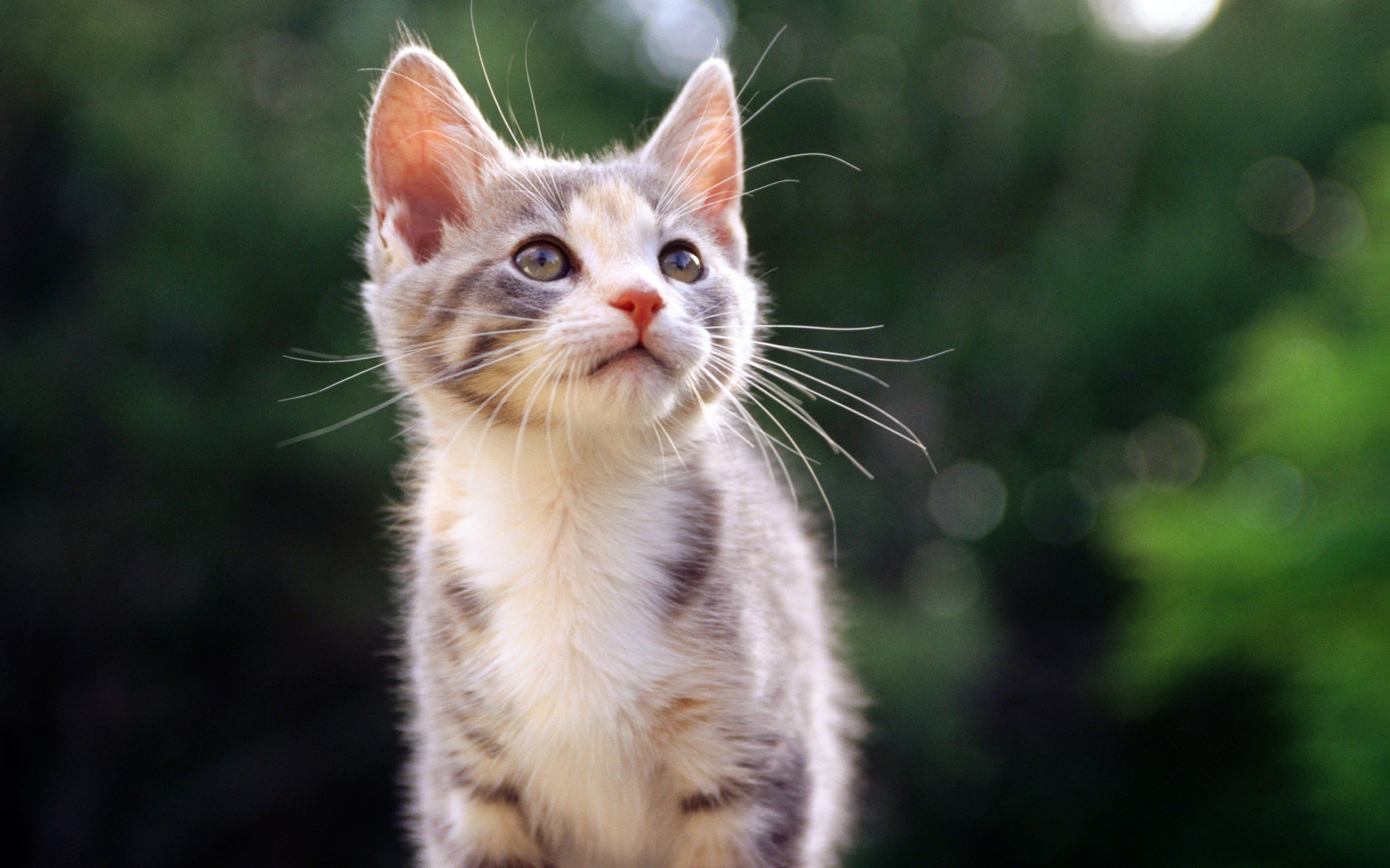 kitten view nature