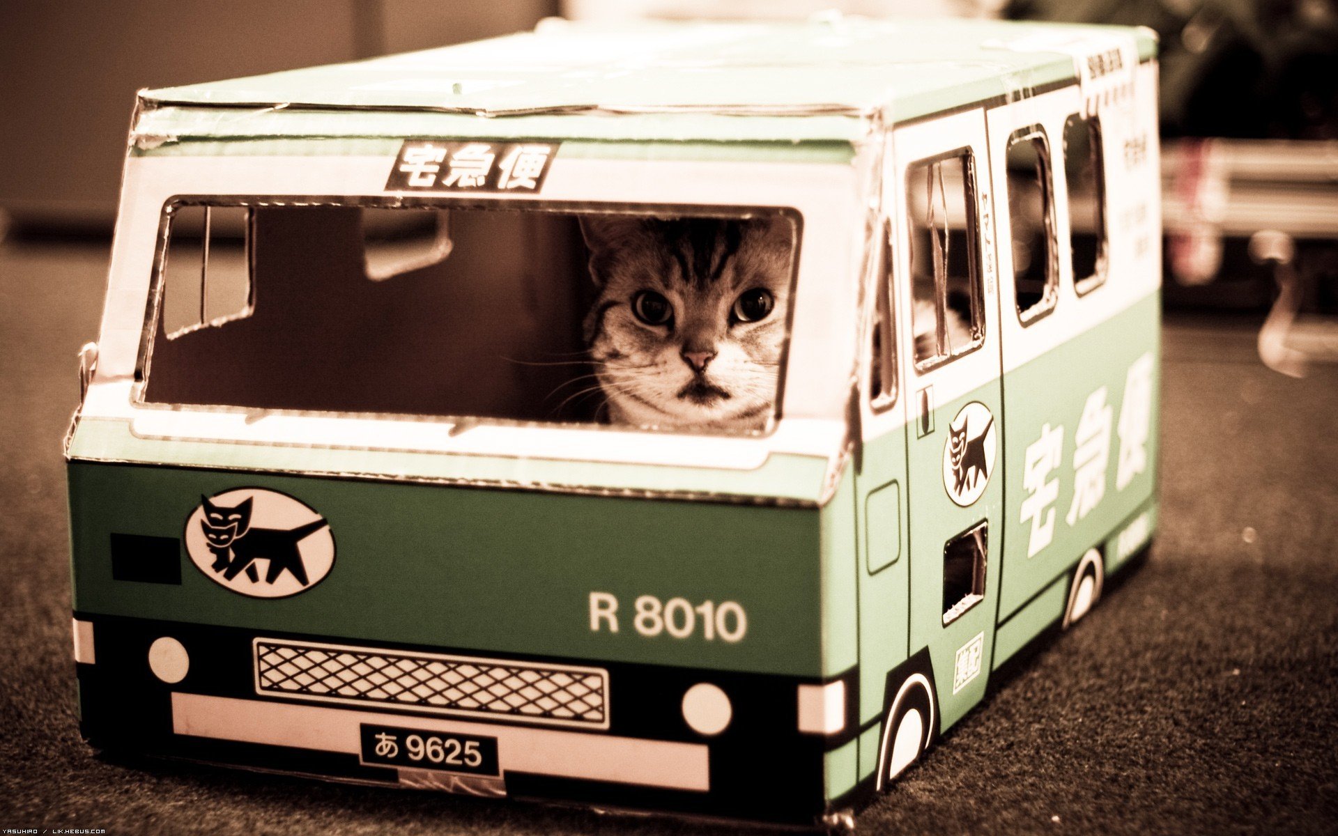 nekobasu cat bus cat