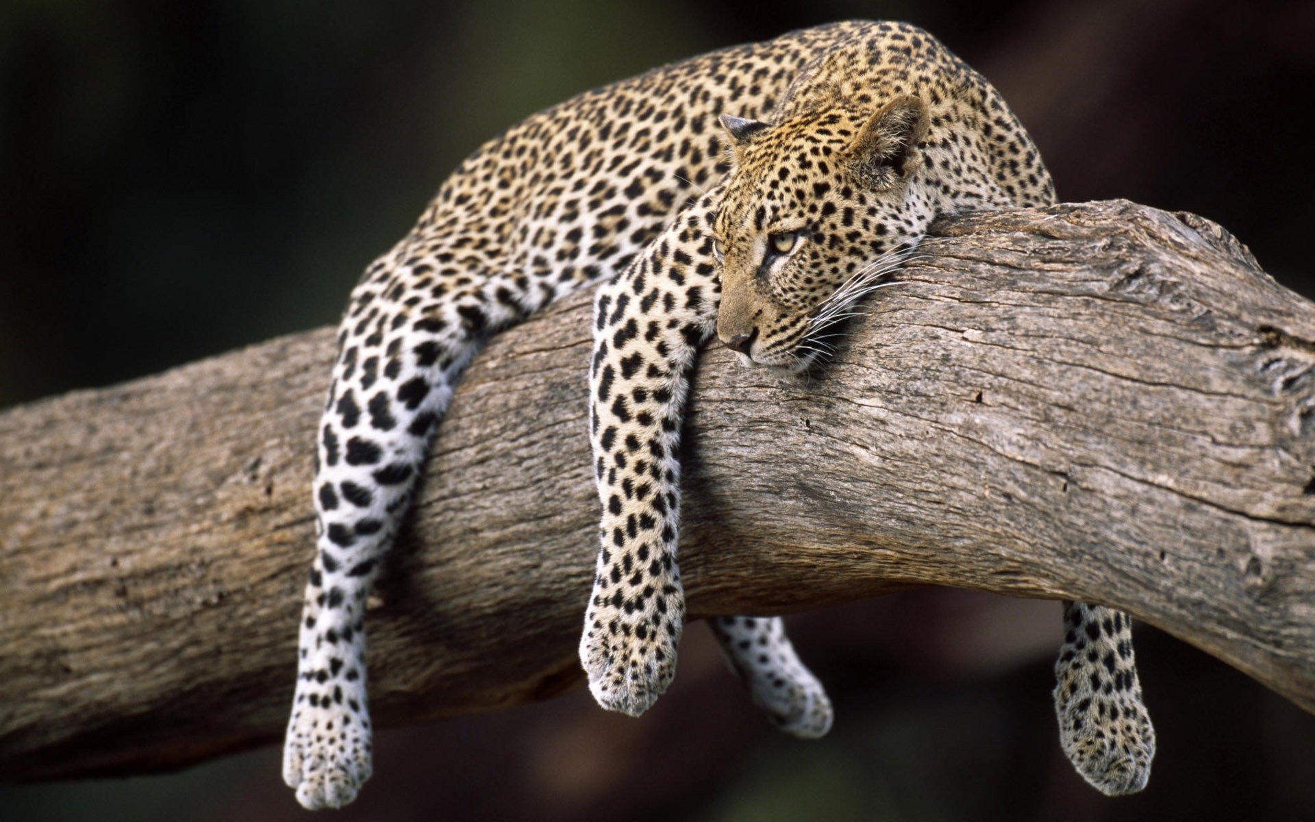 leopardo pesa en un árbol