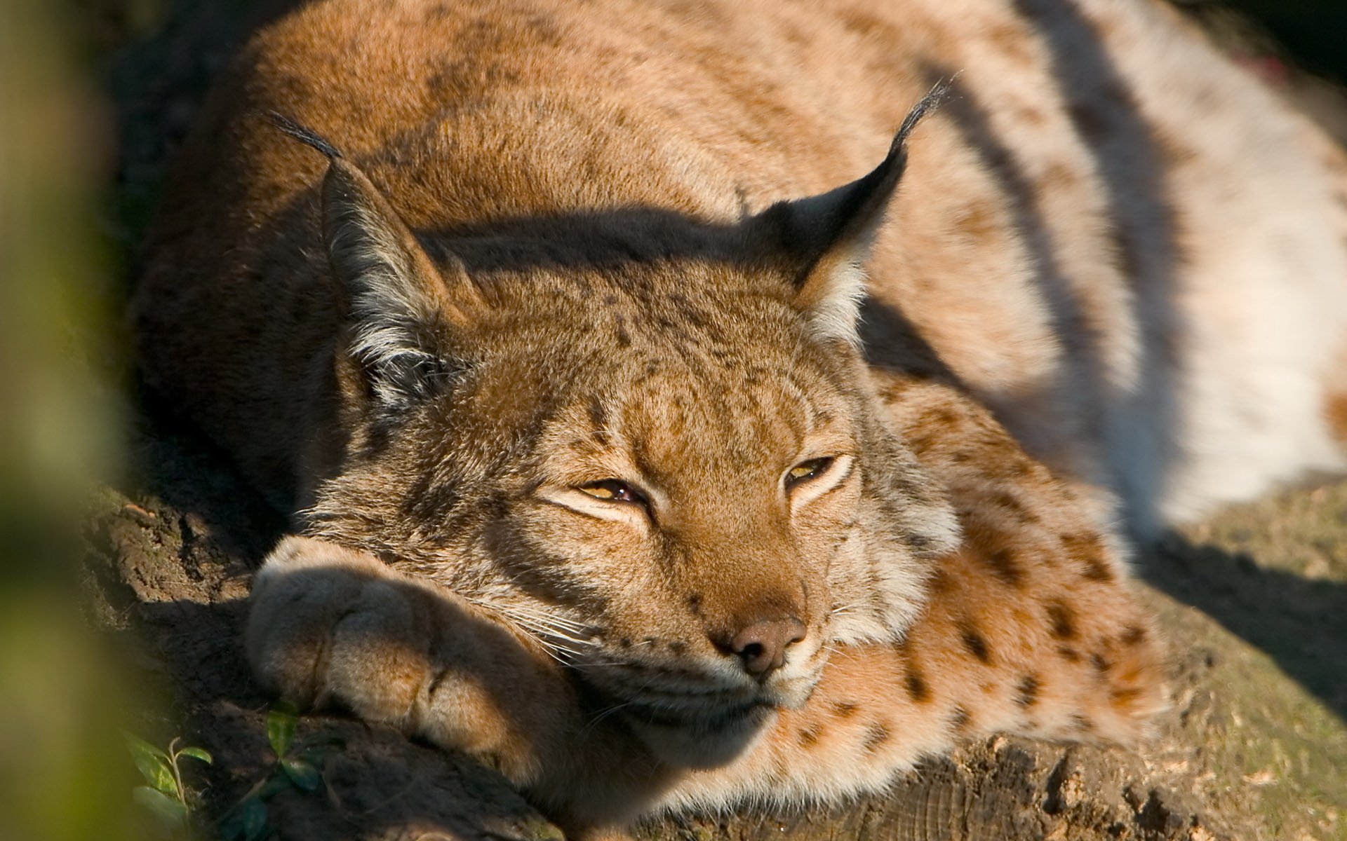 ris sleeping on the tree