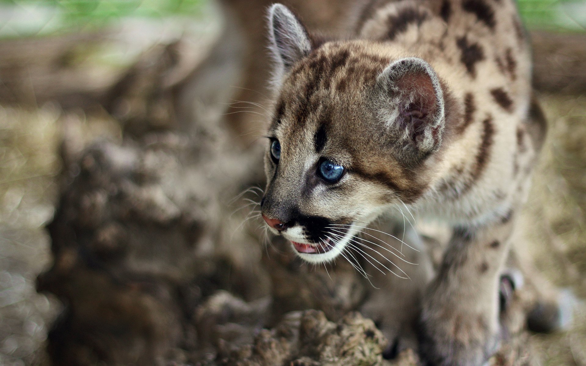 animals eyes kitten leopard