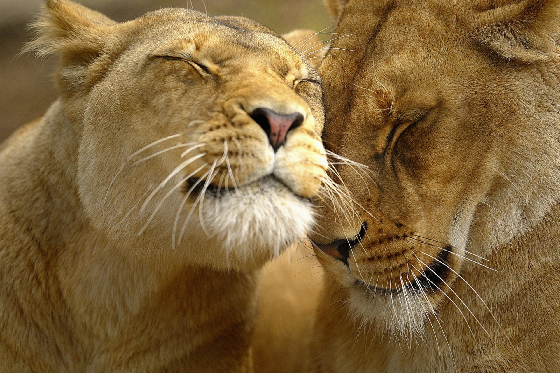 lion museau caresses