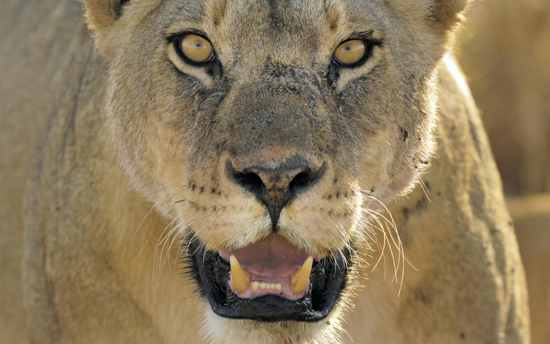 animaux chats lionne lion roi des bêtes animaux