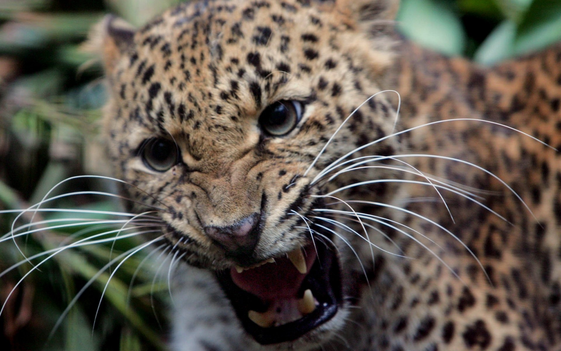 leopardo bigote colmillos sonrisa