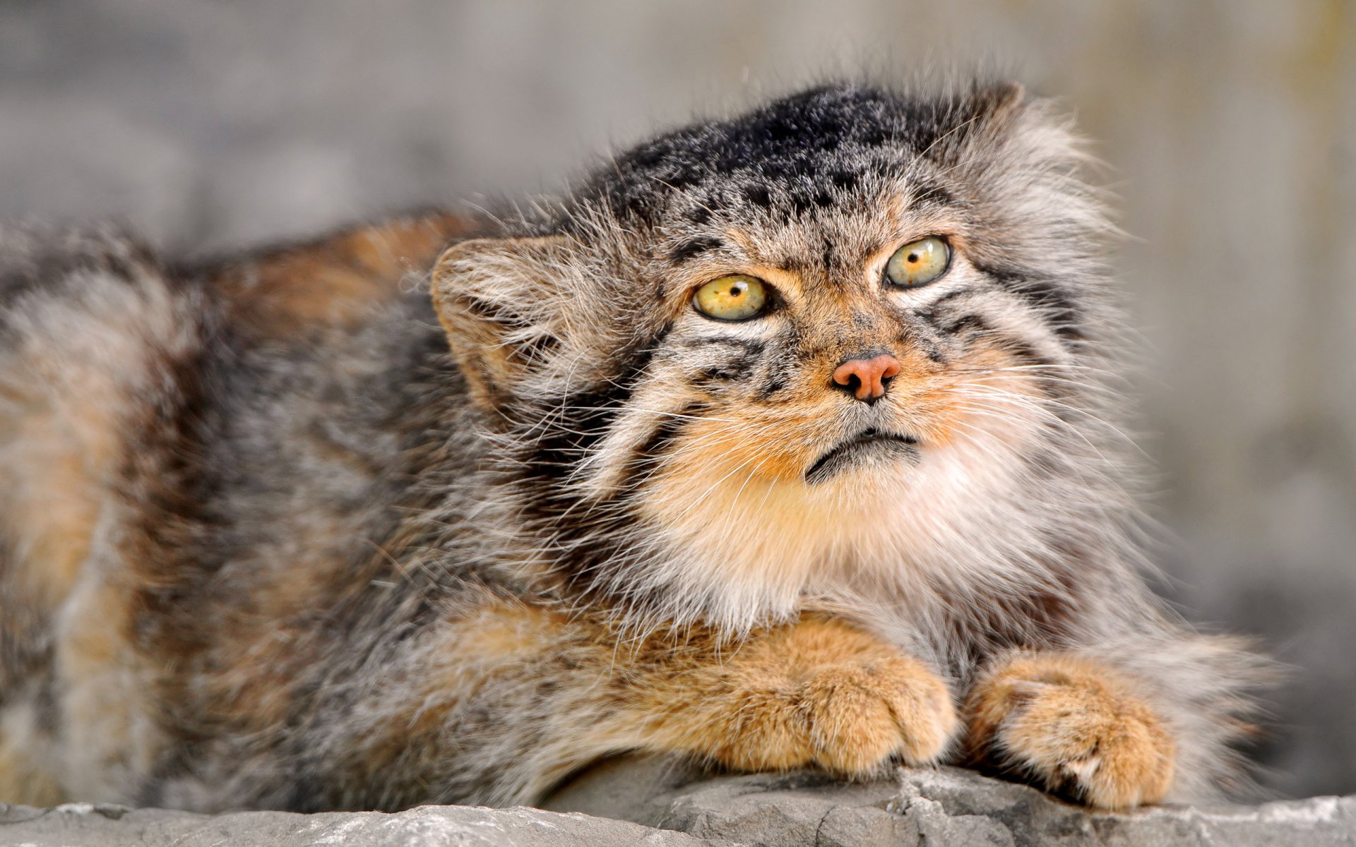 coloritura pelliccia lana manul occhi