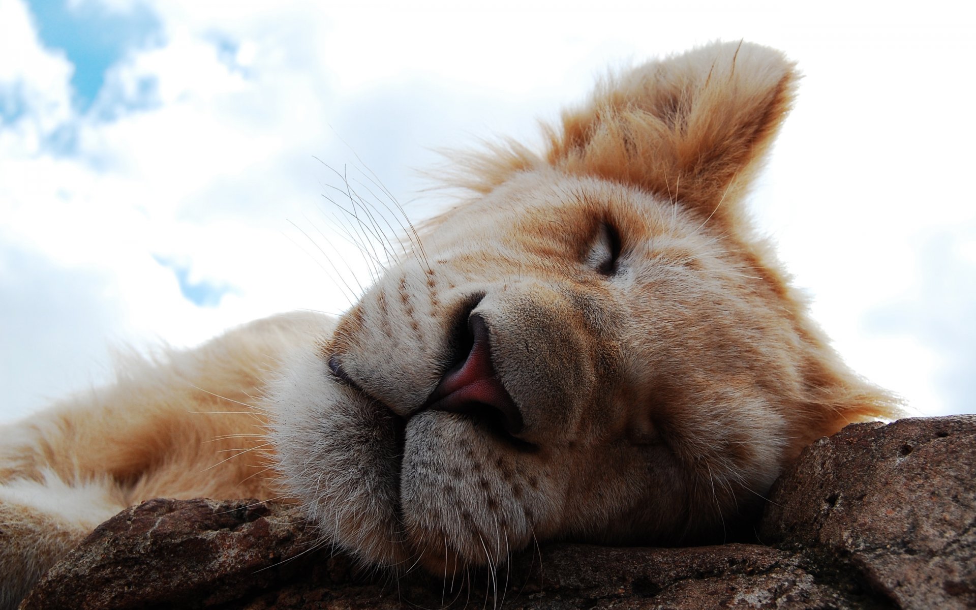 hocico sueño cachorro de tigre.león nariz