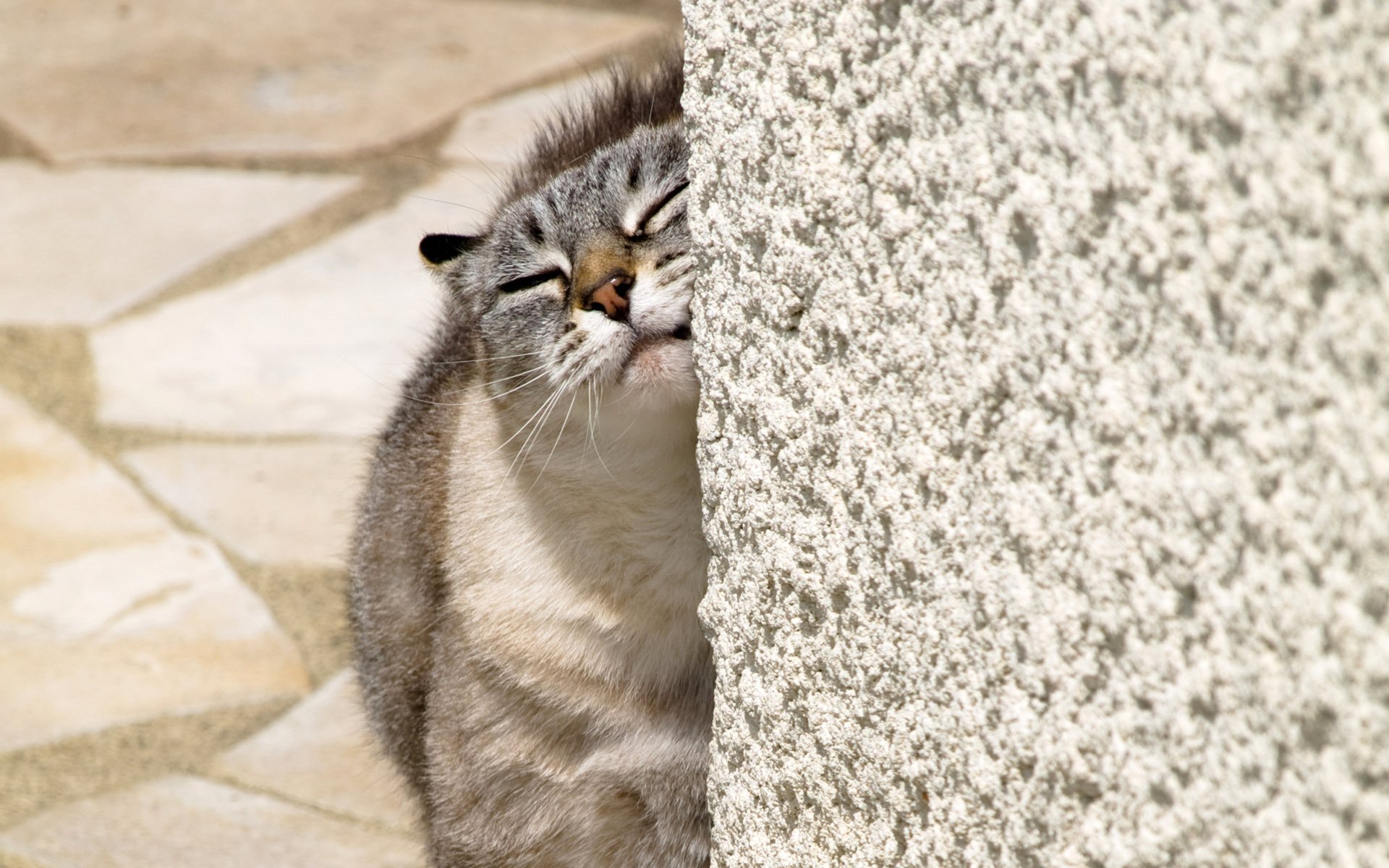 gato casero animal