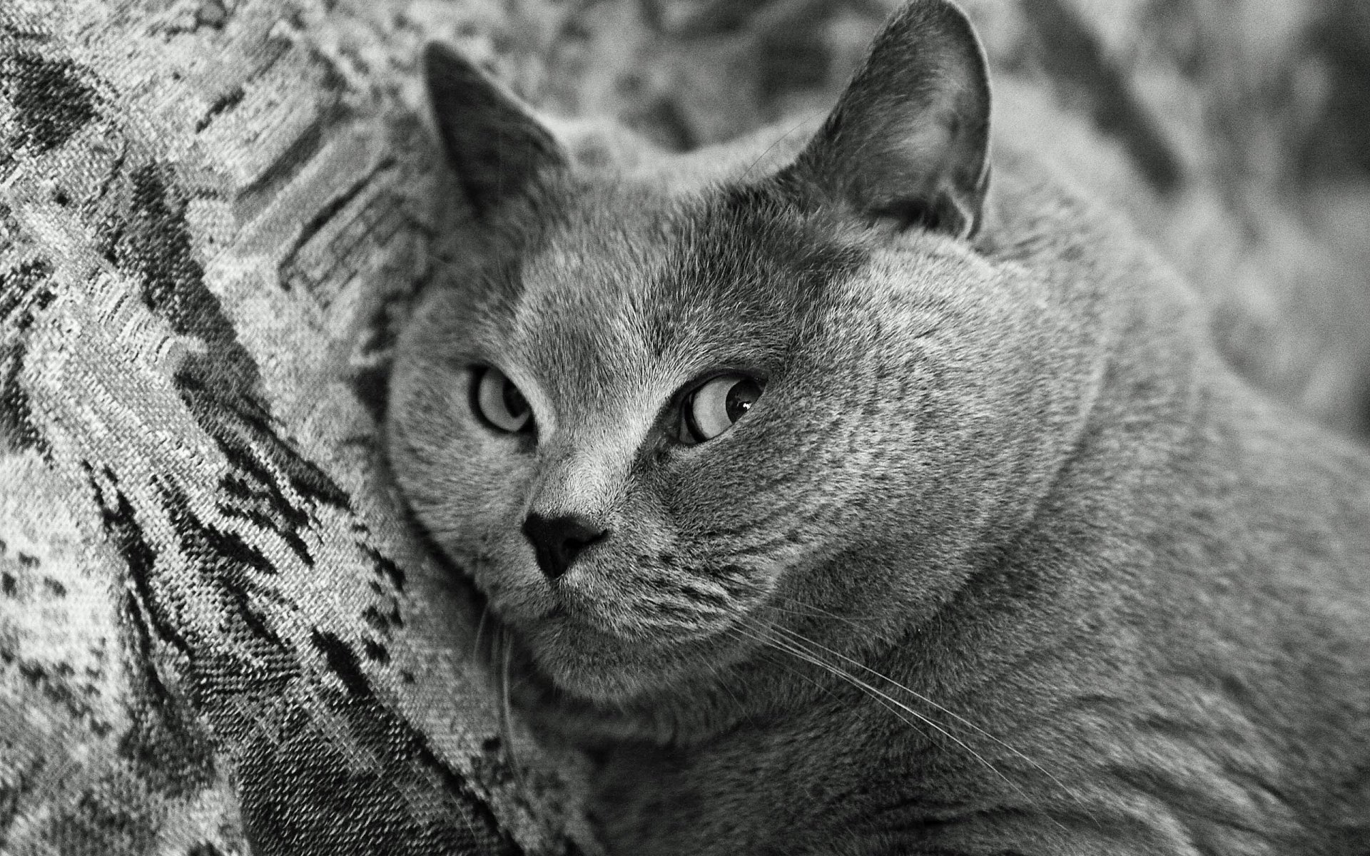 cat snout rock british shorthair