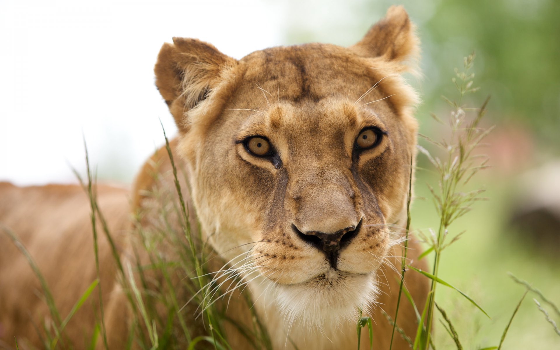 animals predator lioness leo lion