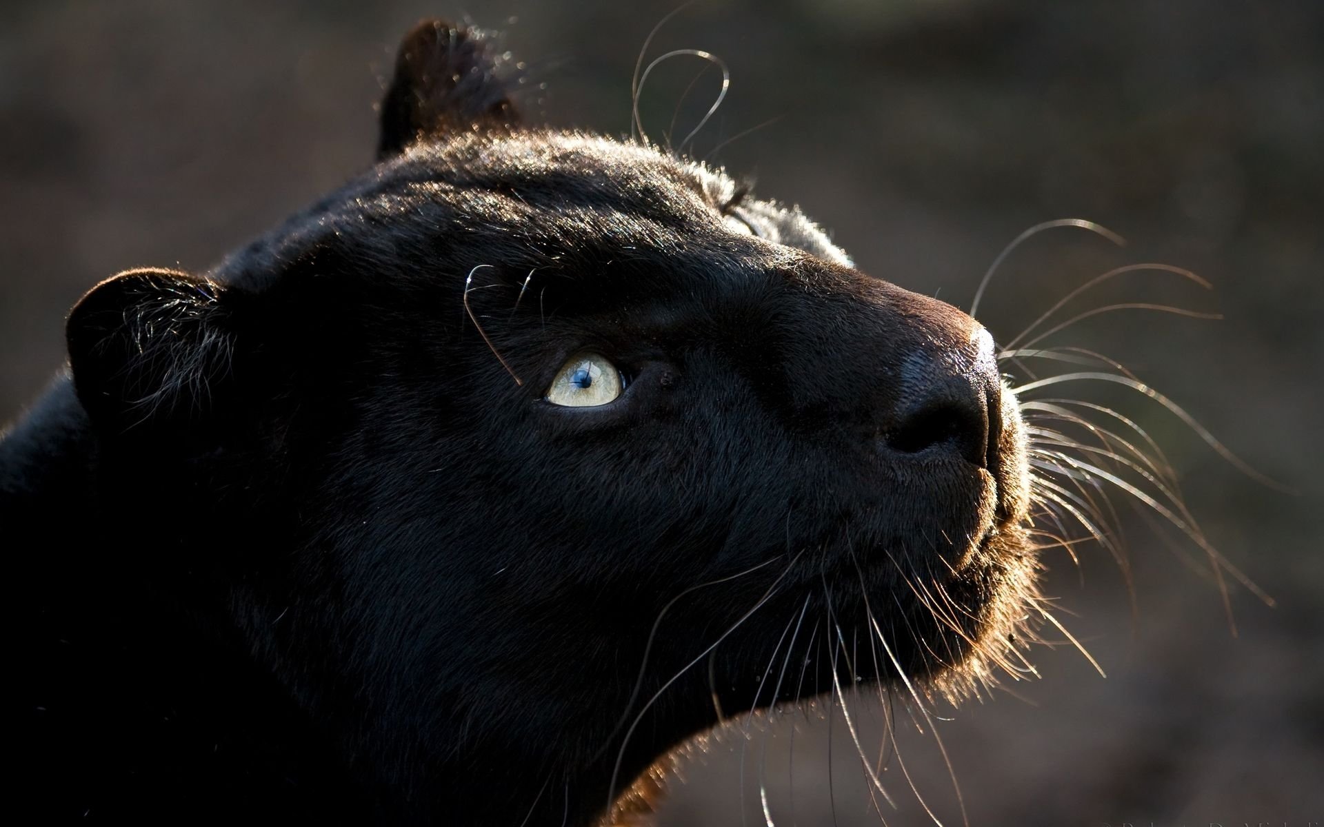 panther katze raubtier blickfang