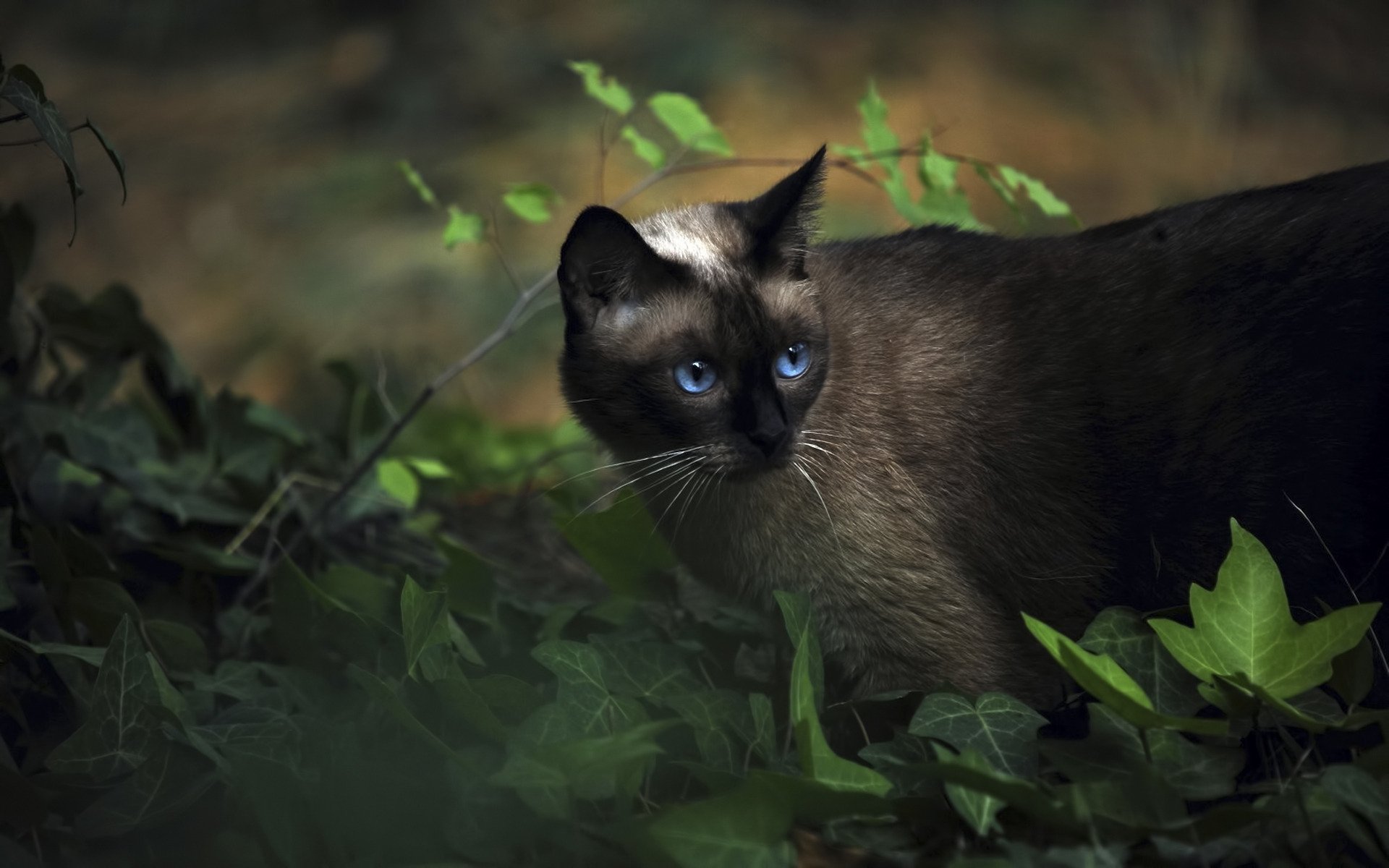 животные кот сиамский