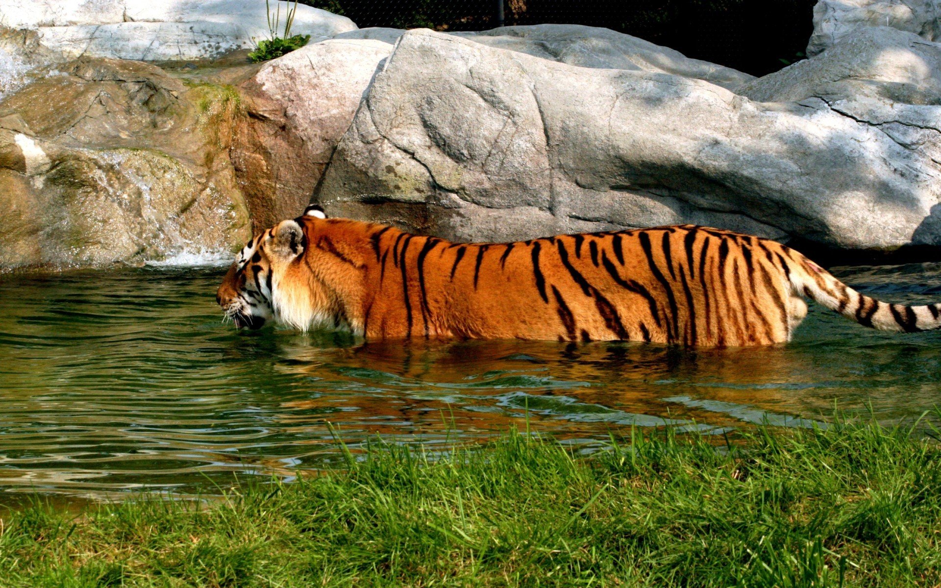 tiger swimming