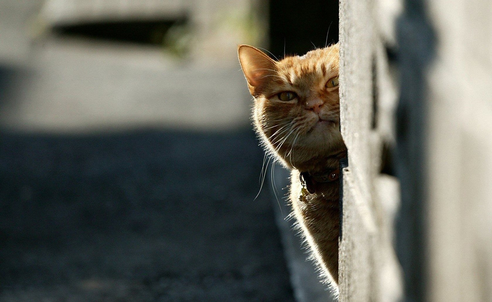 katze rot guckt heraus