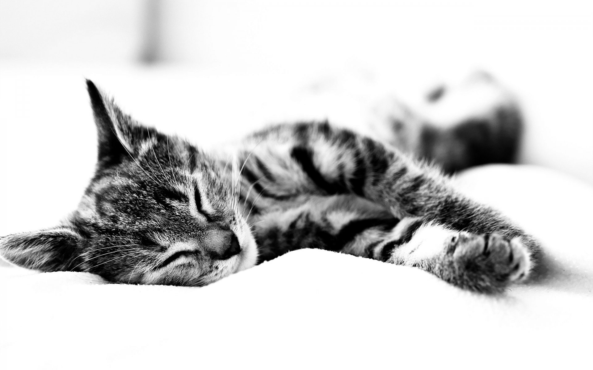 cat sleeps black and white sheet