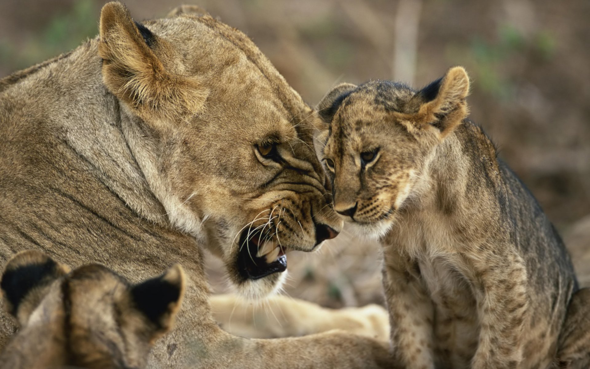 lioness animal