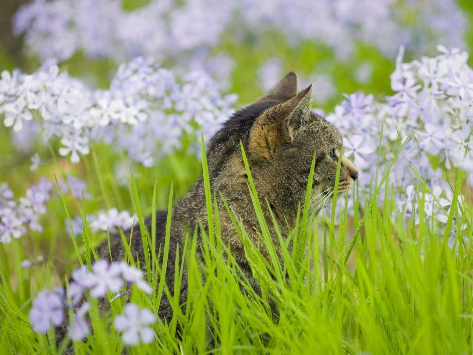 gras grün katze