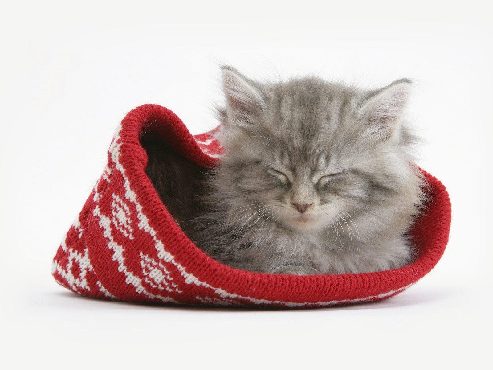 cat sleeping hat kitten