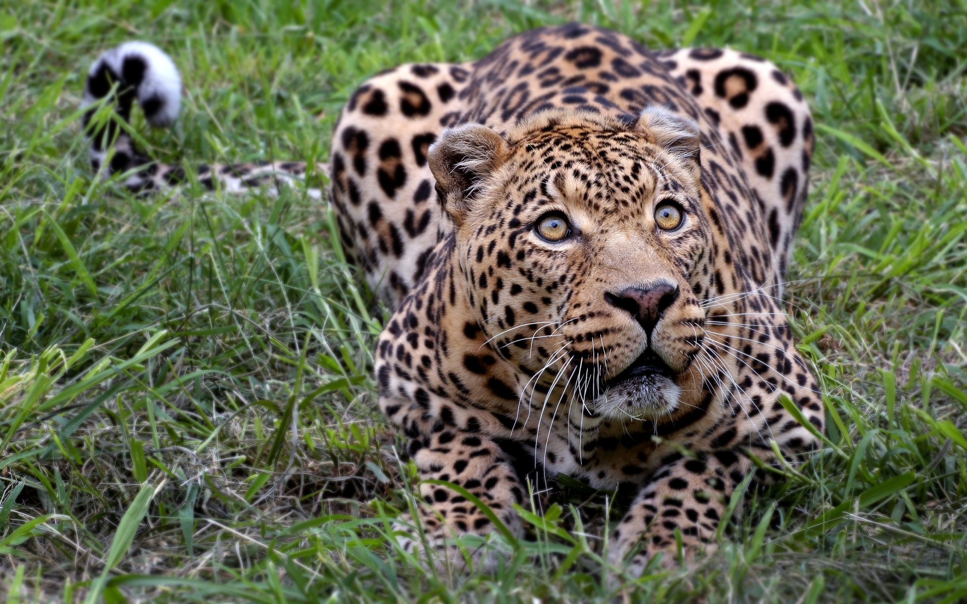 leopardo áfrica kisa