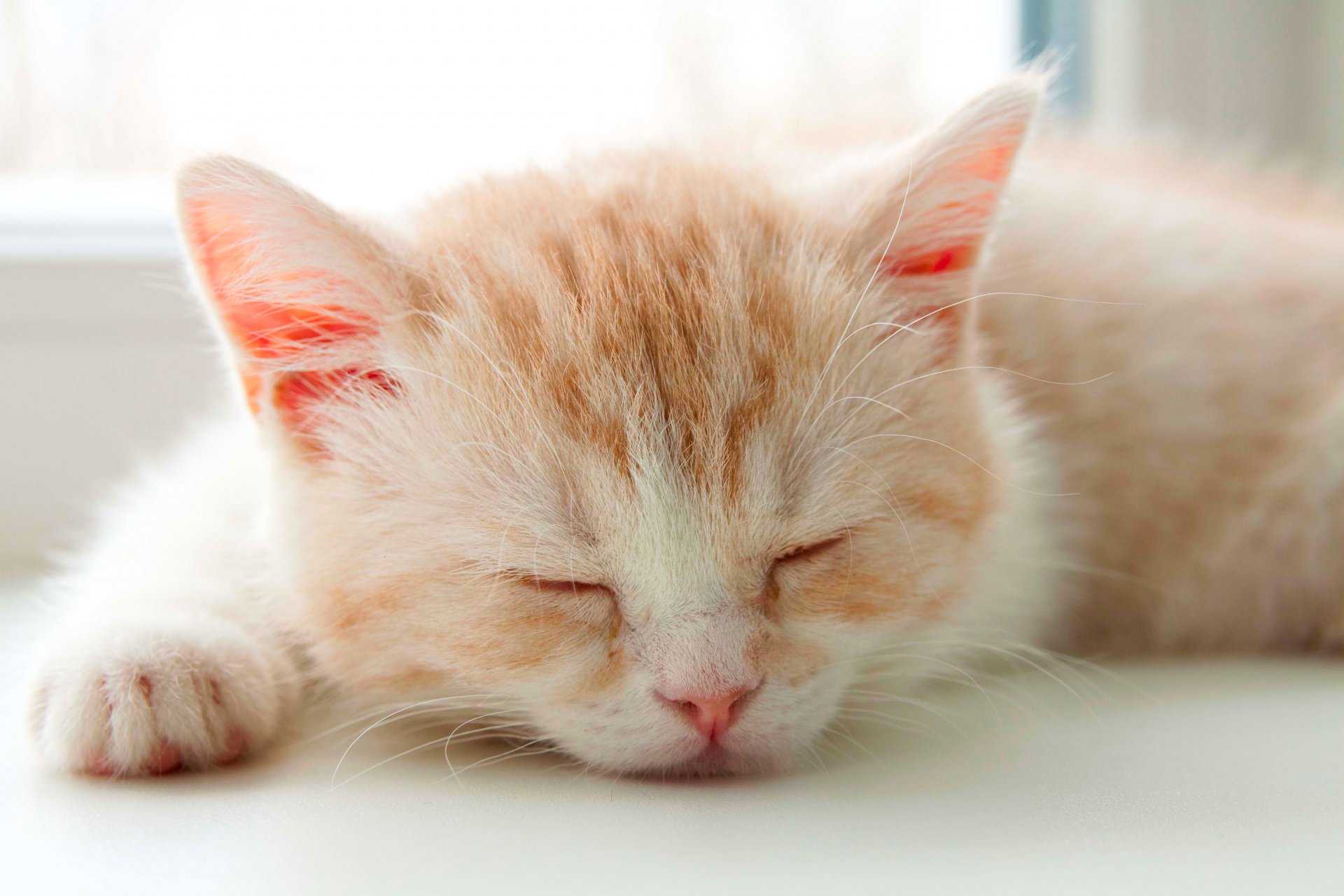 kitten sleeping