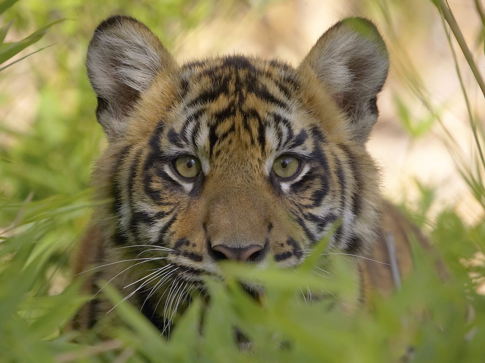 gatos salvajes tigre depredador