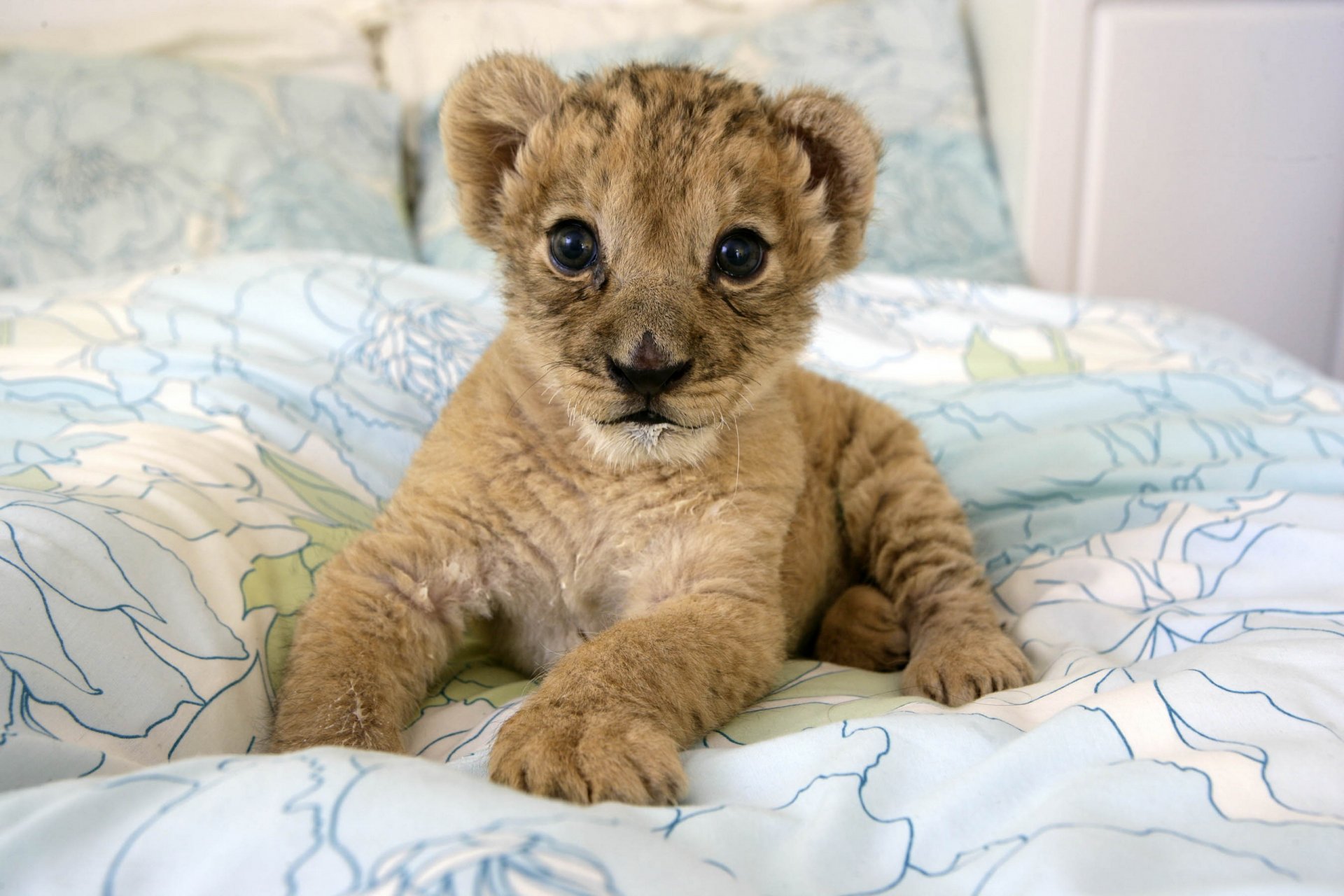 cucciolo di leone bambino cucciolo gatto selvatico predatore gattino