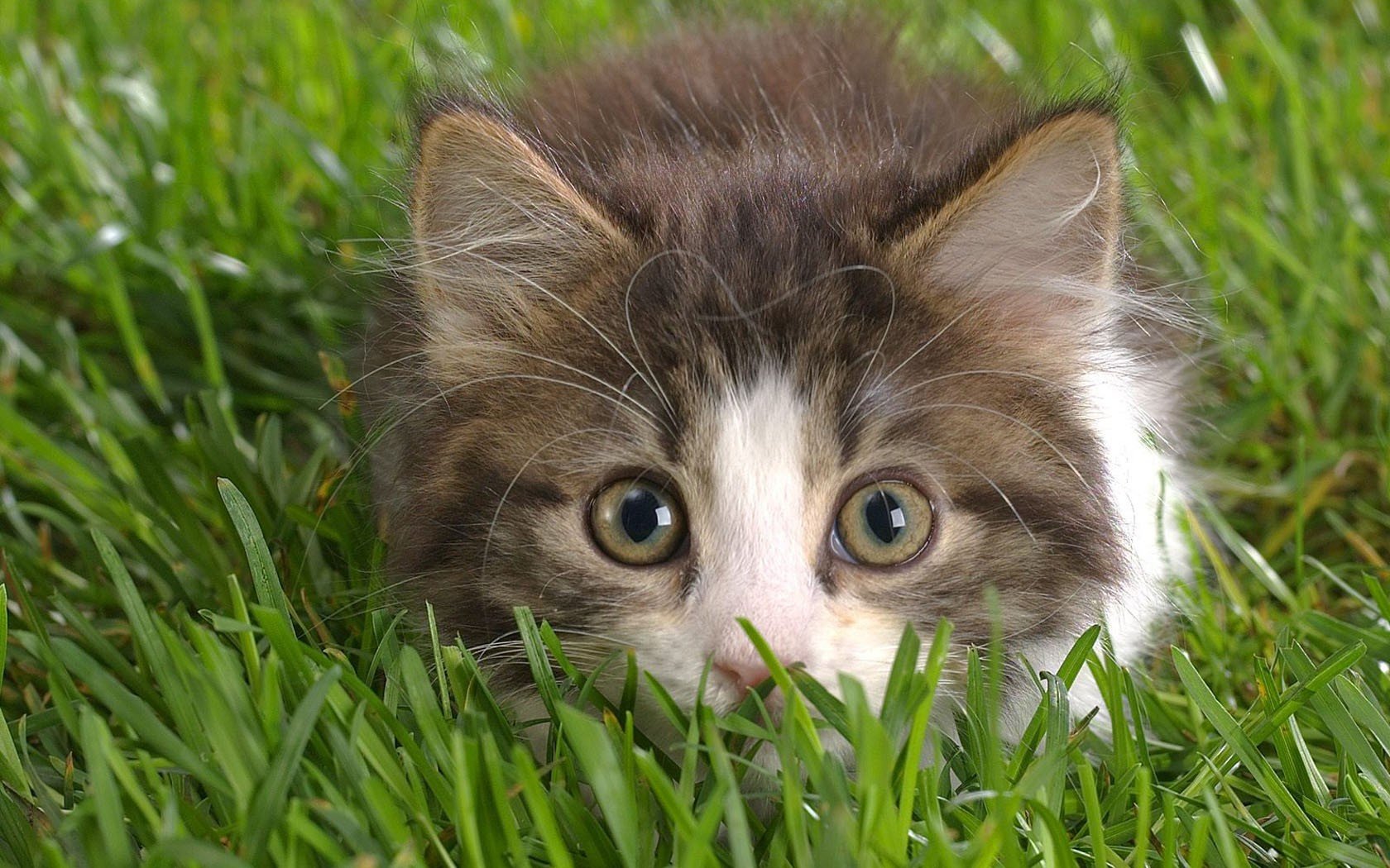 kitten grass view eye