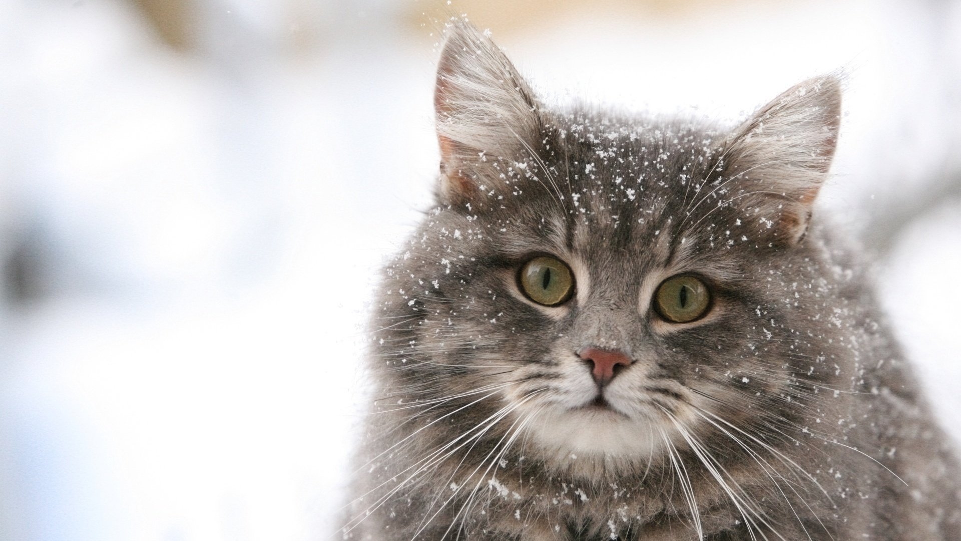 chat papier peint flocons de neige hiver