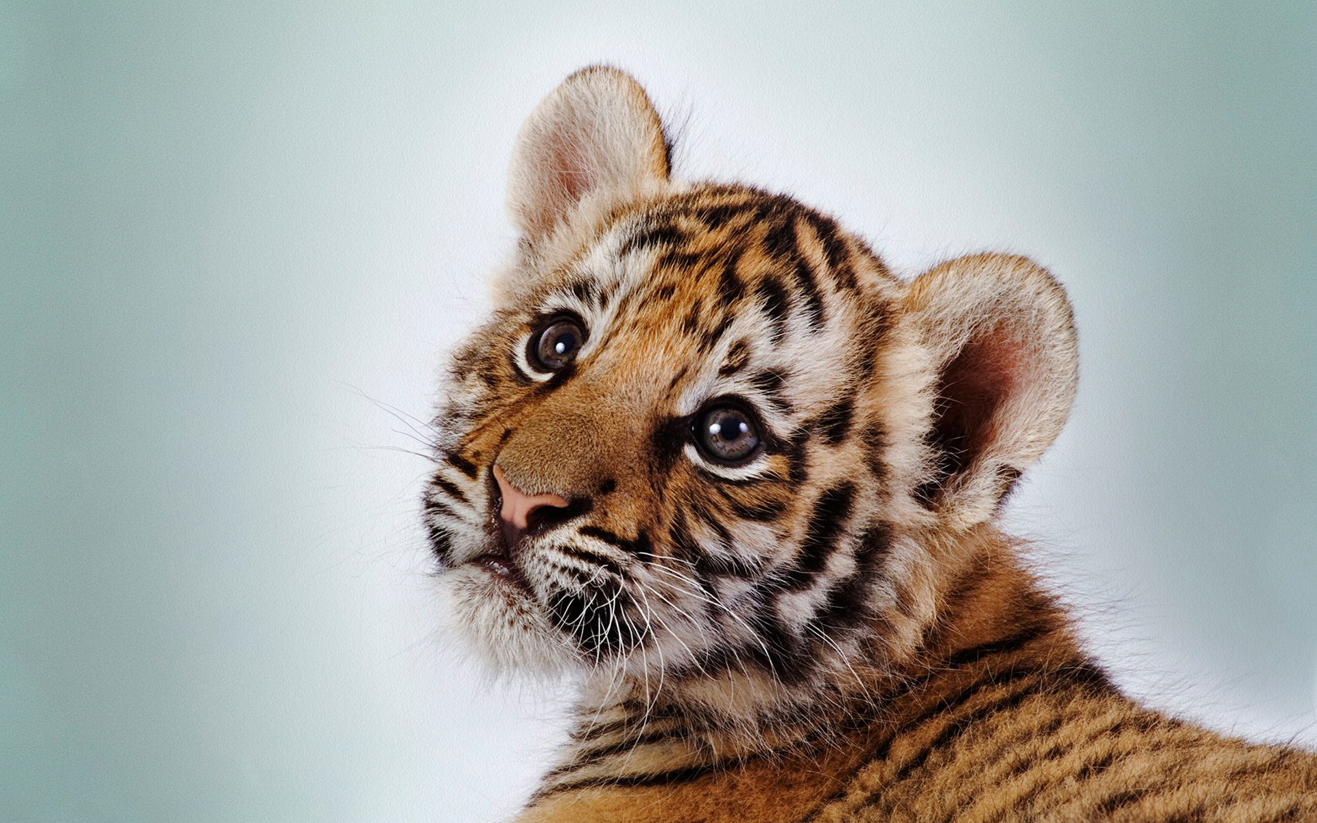 cucciolo di tigre occhi muso tigre sfondo bianco strisce