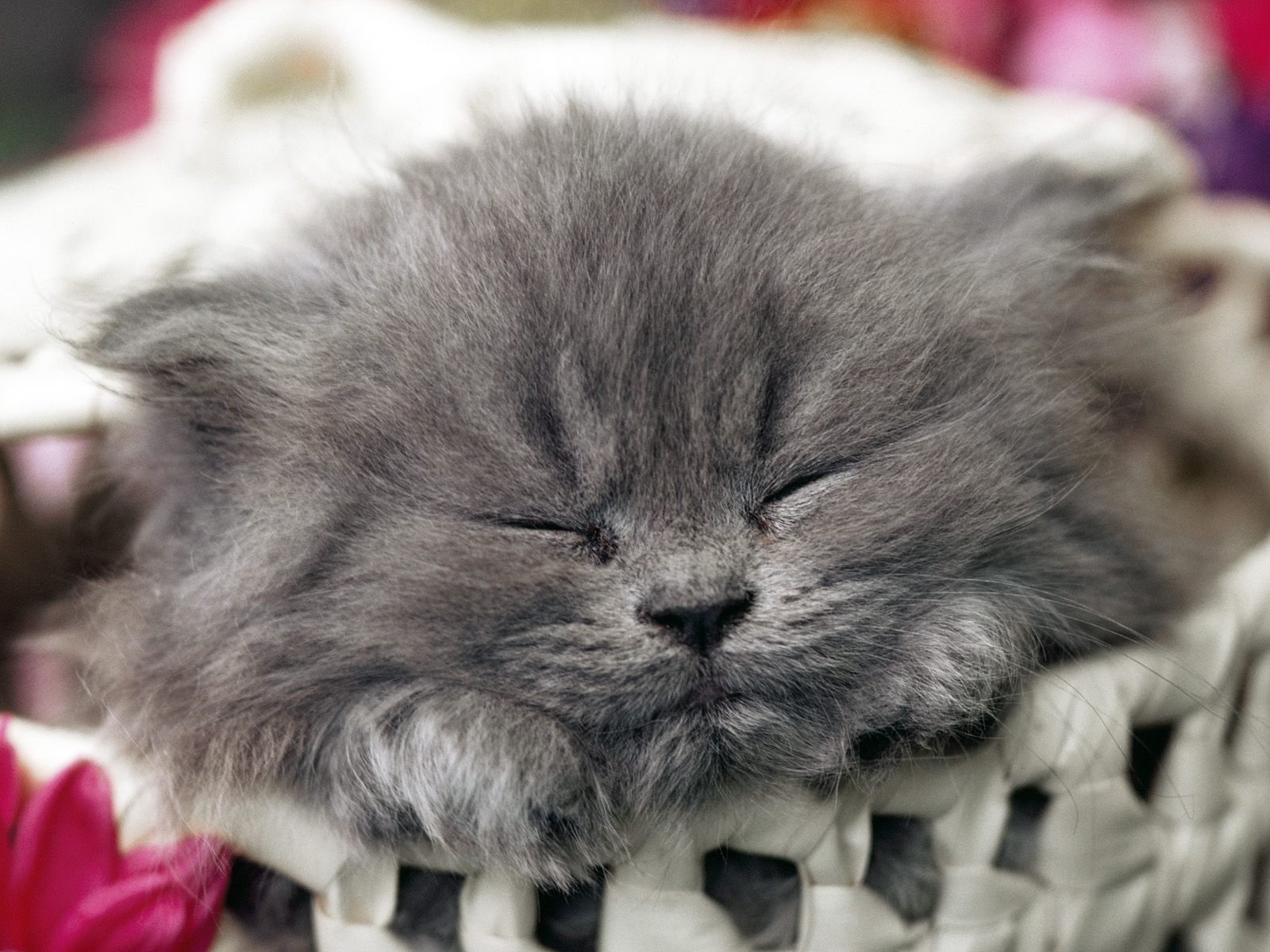 kitten sleeping cute